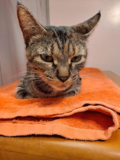 Enlarge Nellie, a Adoptable mixed breed in Hobart, IN image 3/3