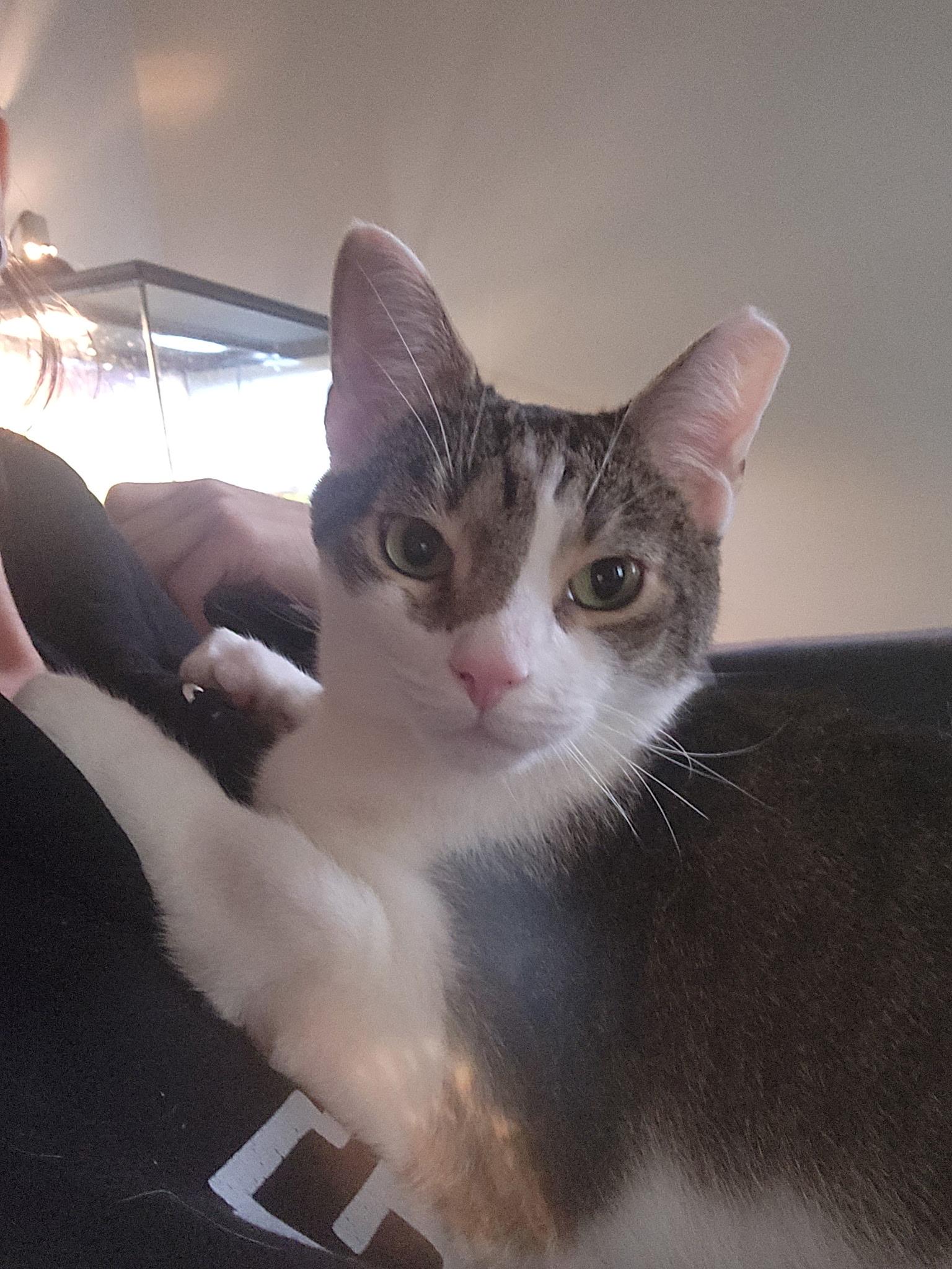 Chicken, a Adoptable Domestic Short Hair in Rochester, NY image 3/3