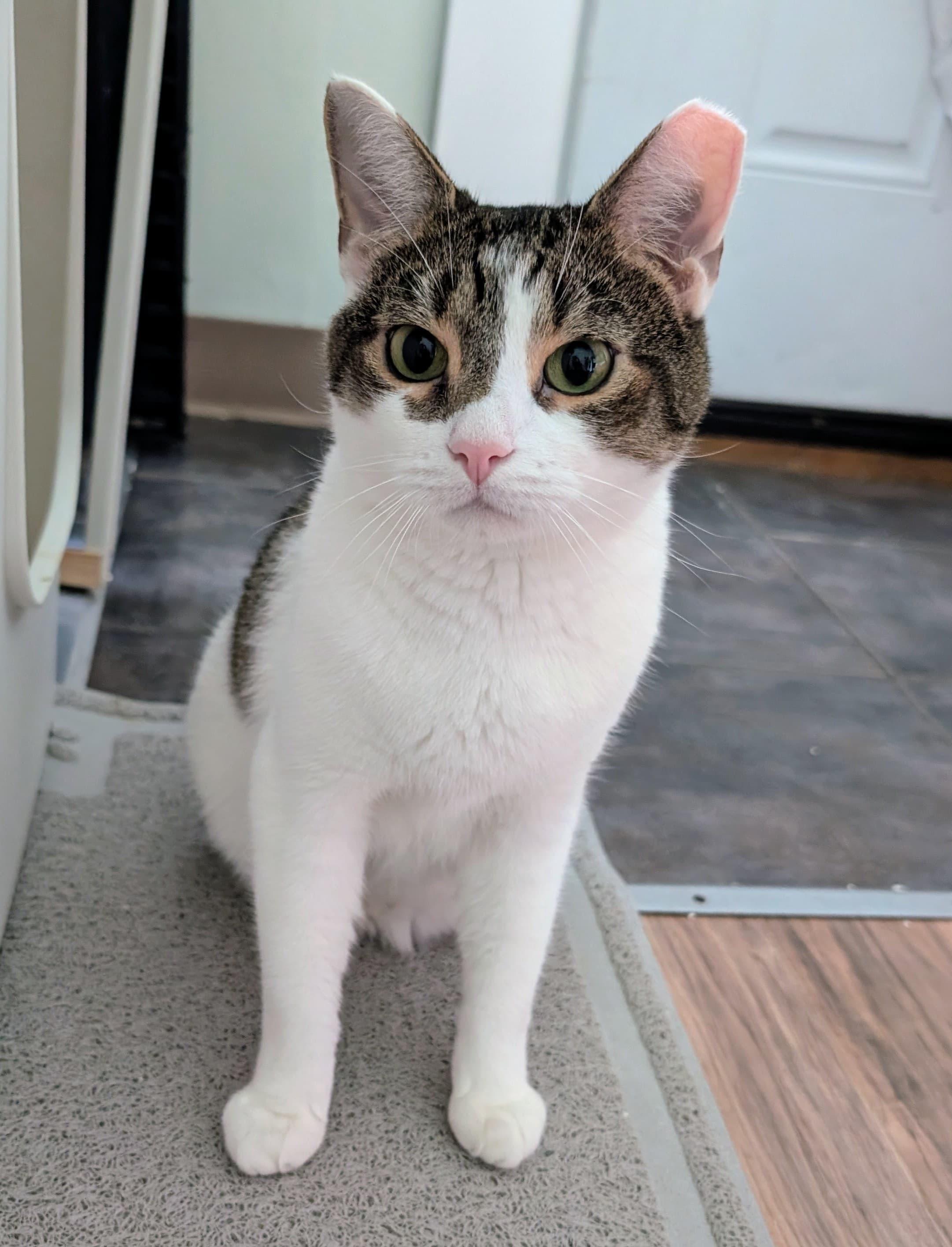 Chicken, Adoptable, Adult Male Domestic Short Hair.