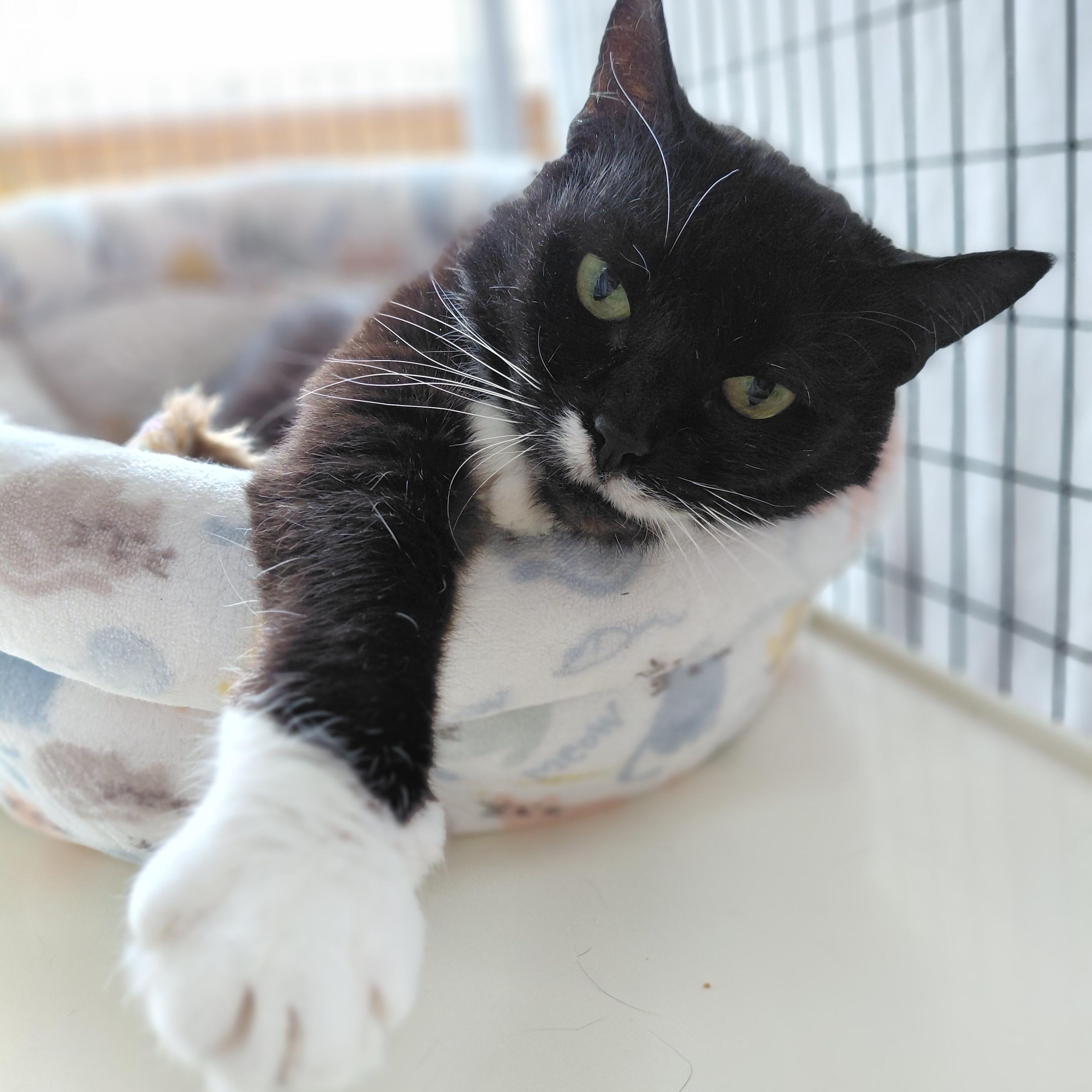 Fern, ADOPTABLE, Senior Female Domestic Short Hair.