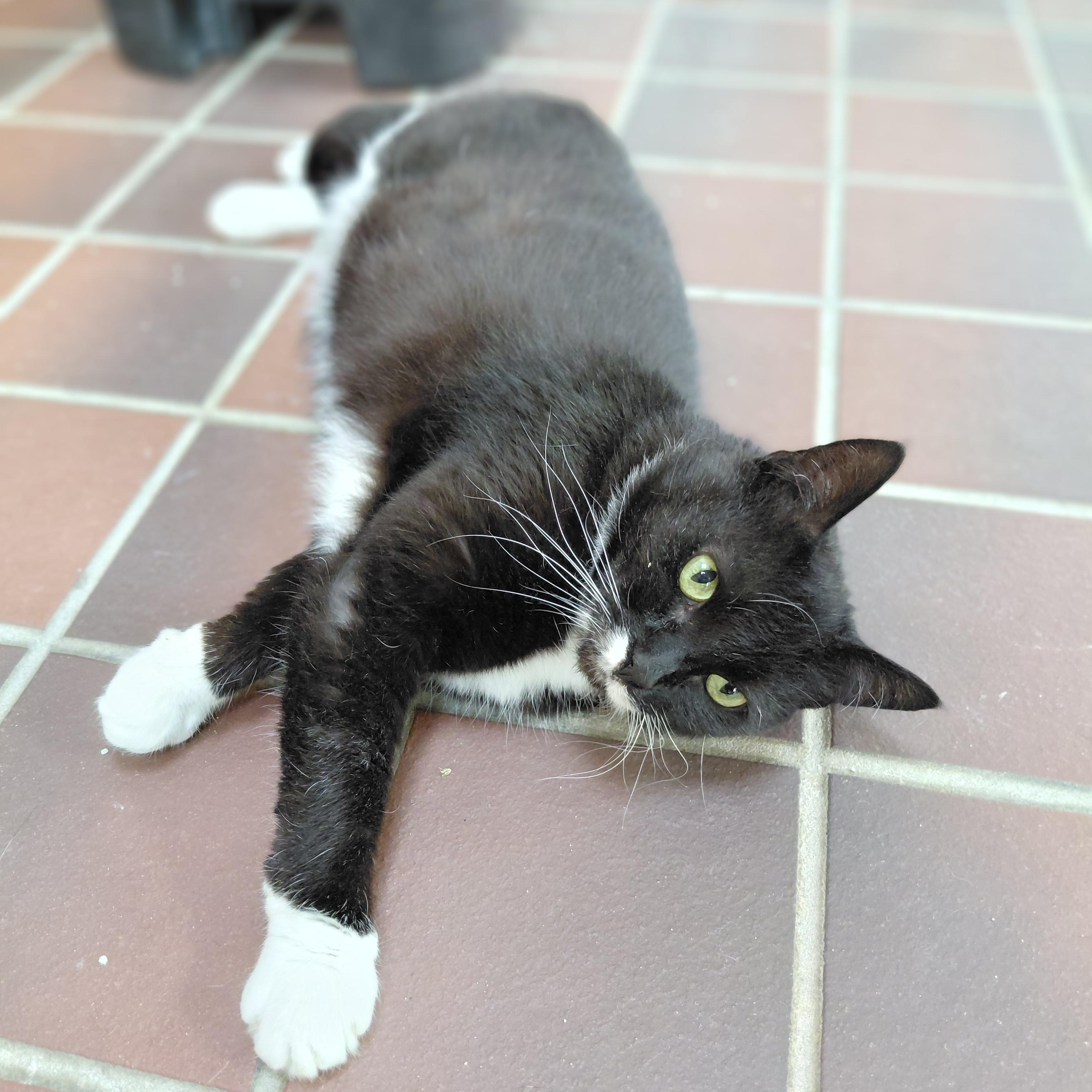 Fern, a ADOPTABLE Domestic Short Hair in Littleton, NH image 4/4