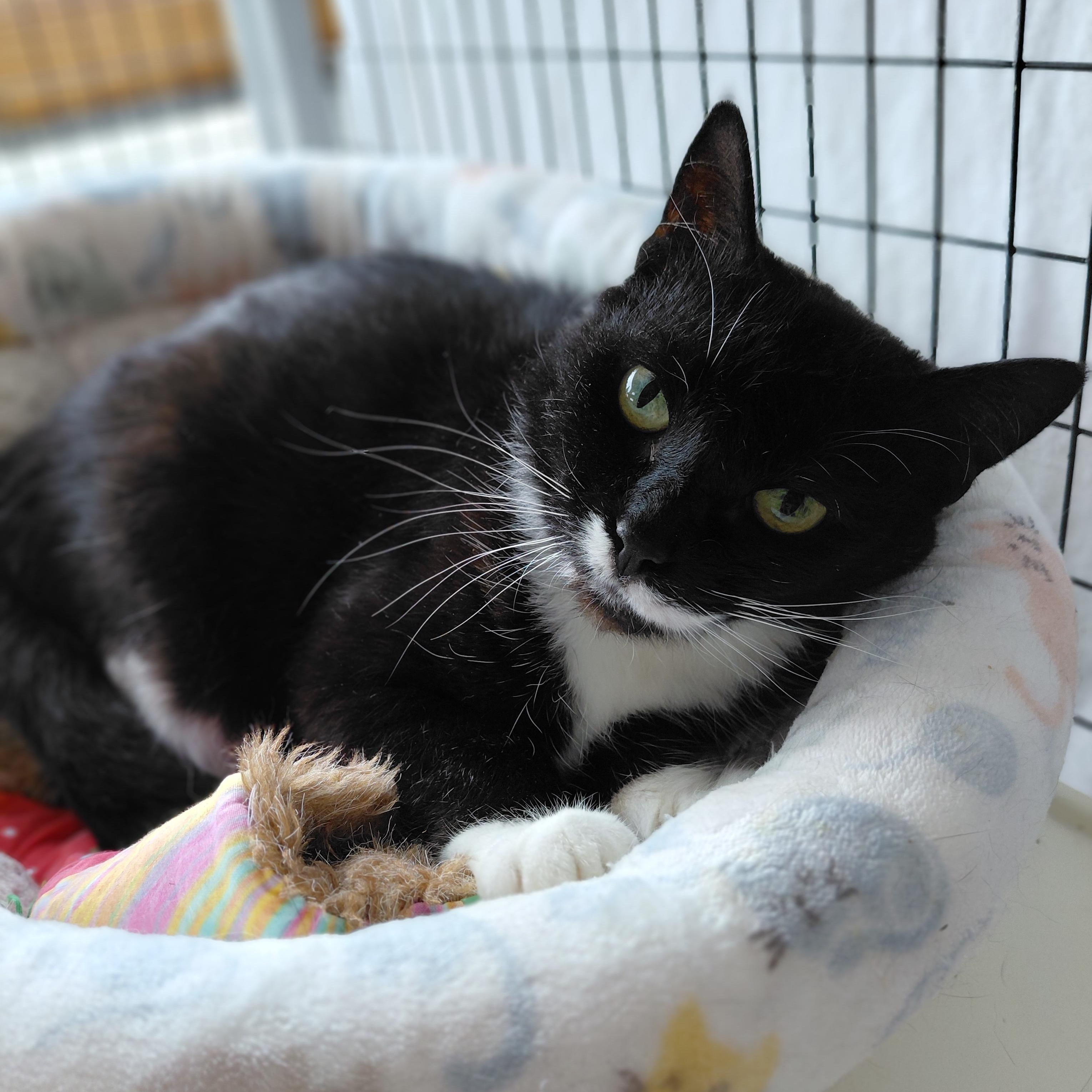 Fern, a ADOPTABLE Domestic Short Hair in Littleton, NH image 2/4