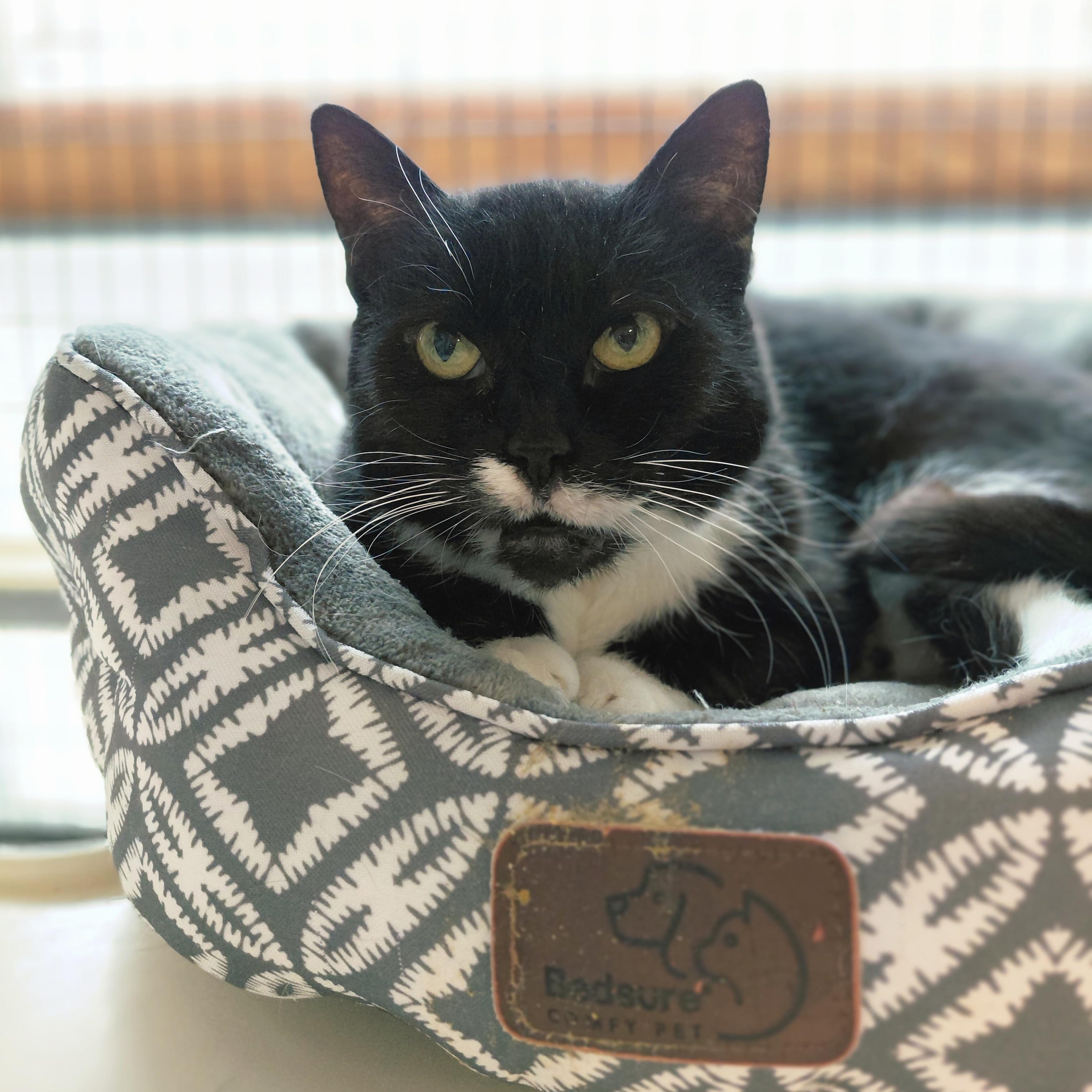 Fern, ADOPTABLE, Senior Female Domestic Short Hair.