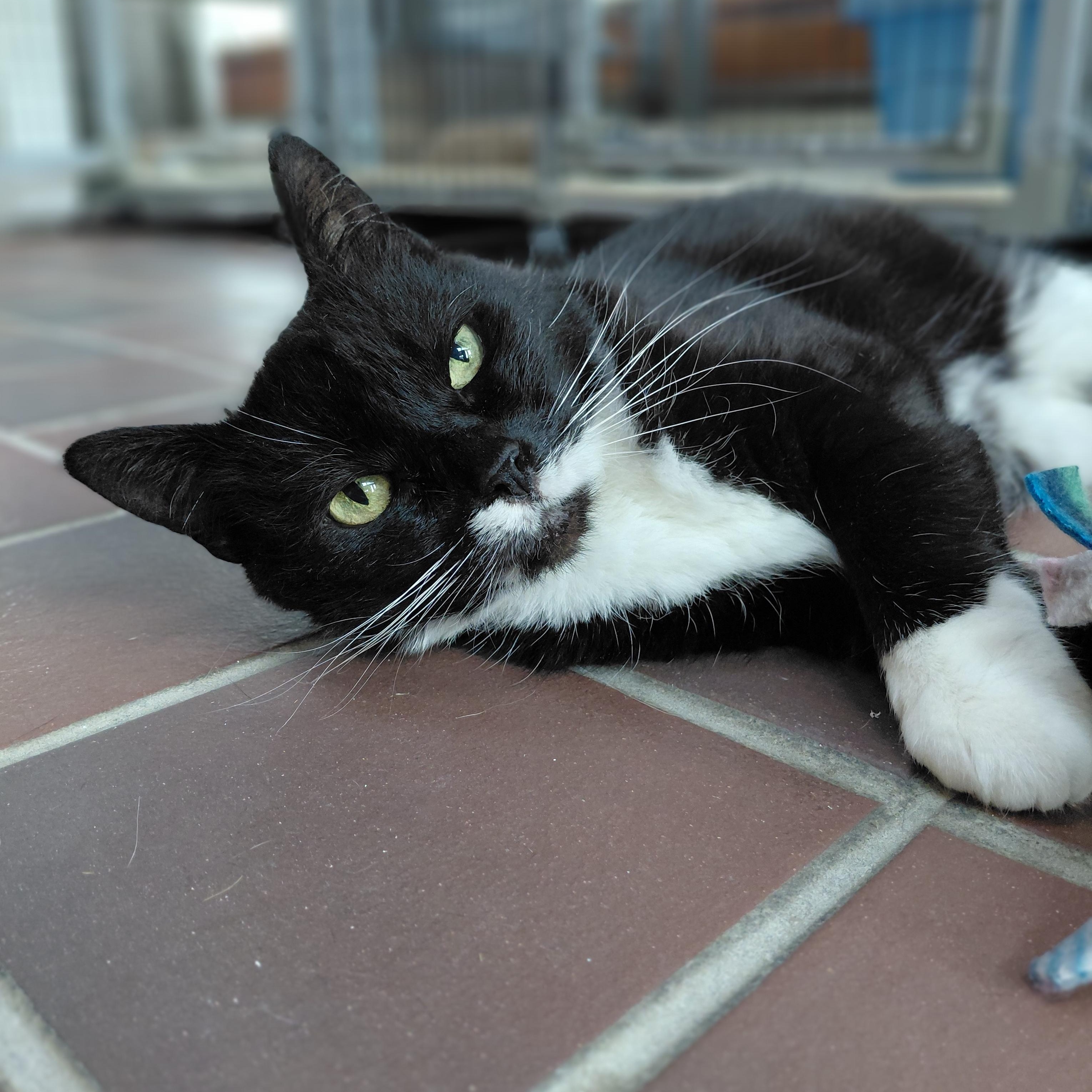 Fern, ADOPTABLE, Senior Female Domestic Short Hair.