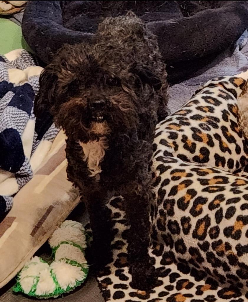 Addy, Adoptable, Adult Female Poodle.