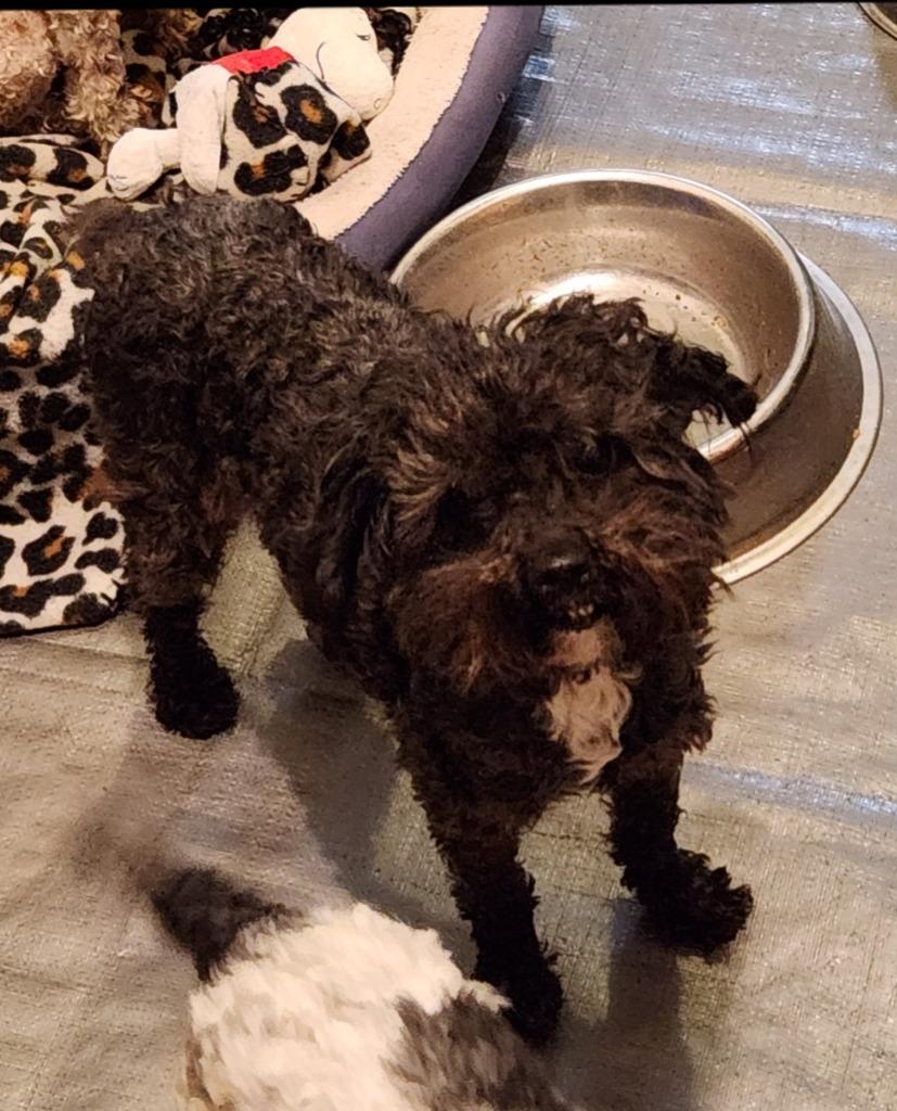 Enlarge Addy, a Adoptable Poodle in Thompson Falls, MT image 2/3