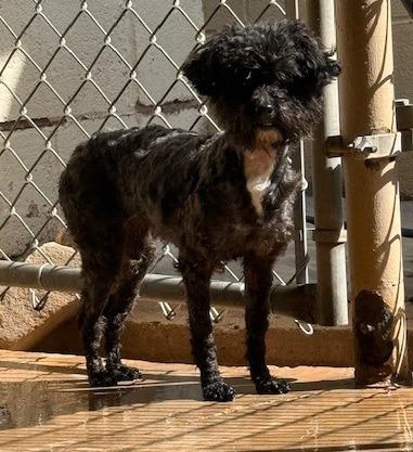 Enlarge Addy, a Adoptable Poodle in Thompson Falls, MT image 3/3