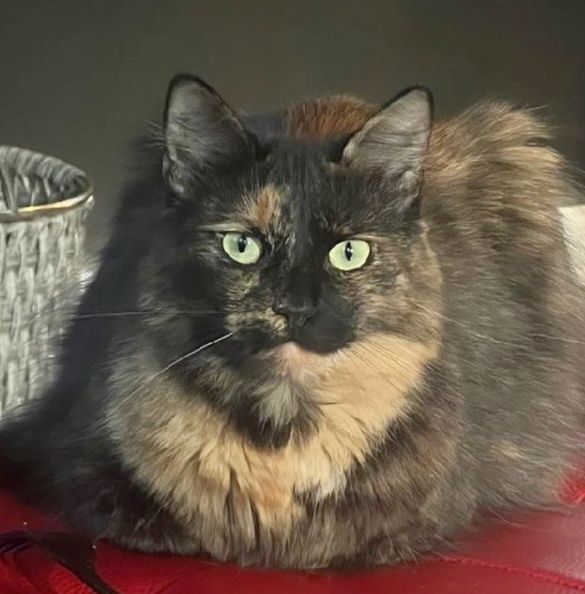 Ren, a Adoptable Tortoiseshell in West Pittston, PA image 1/6