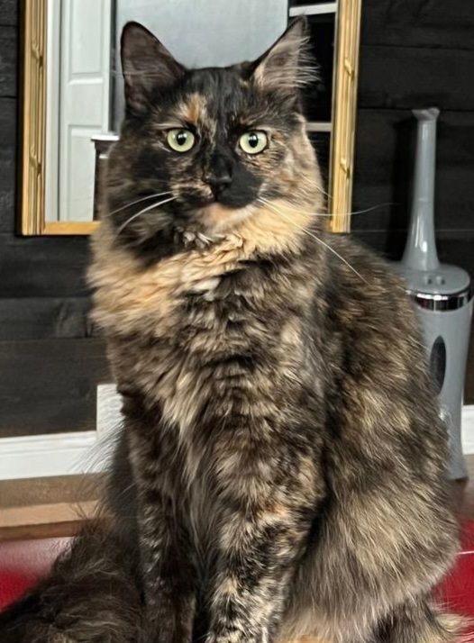 Ren, a Adoptable Tortoiseshell in West Pittston, PA image 2/6