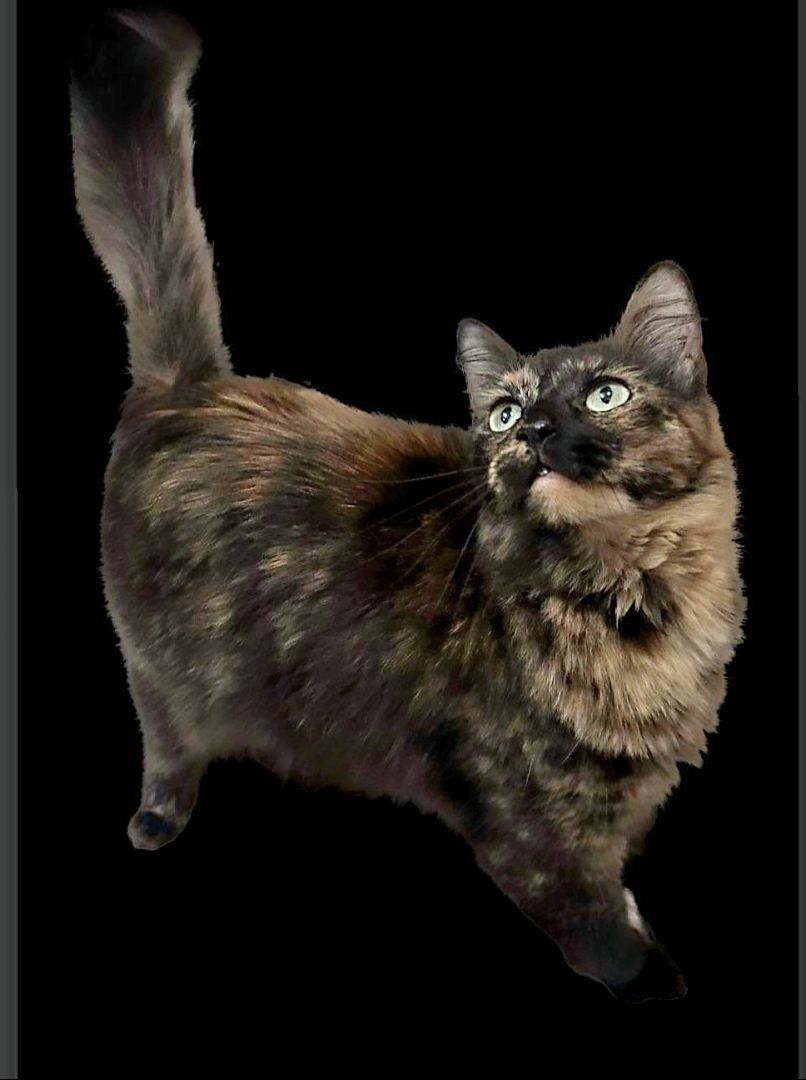 Ren, a Adoptable Tortoiseshell in West Pittston, PA image 3/6