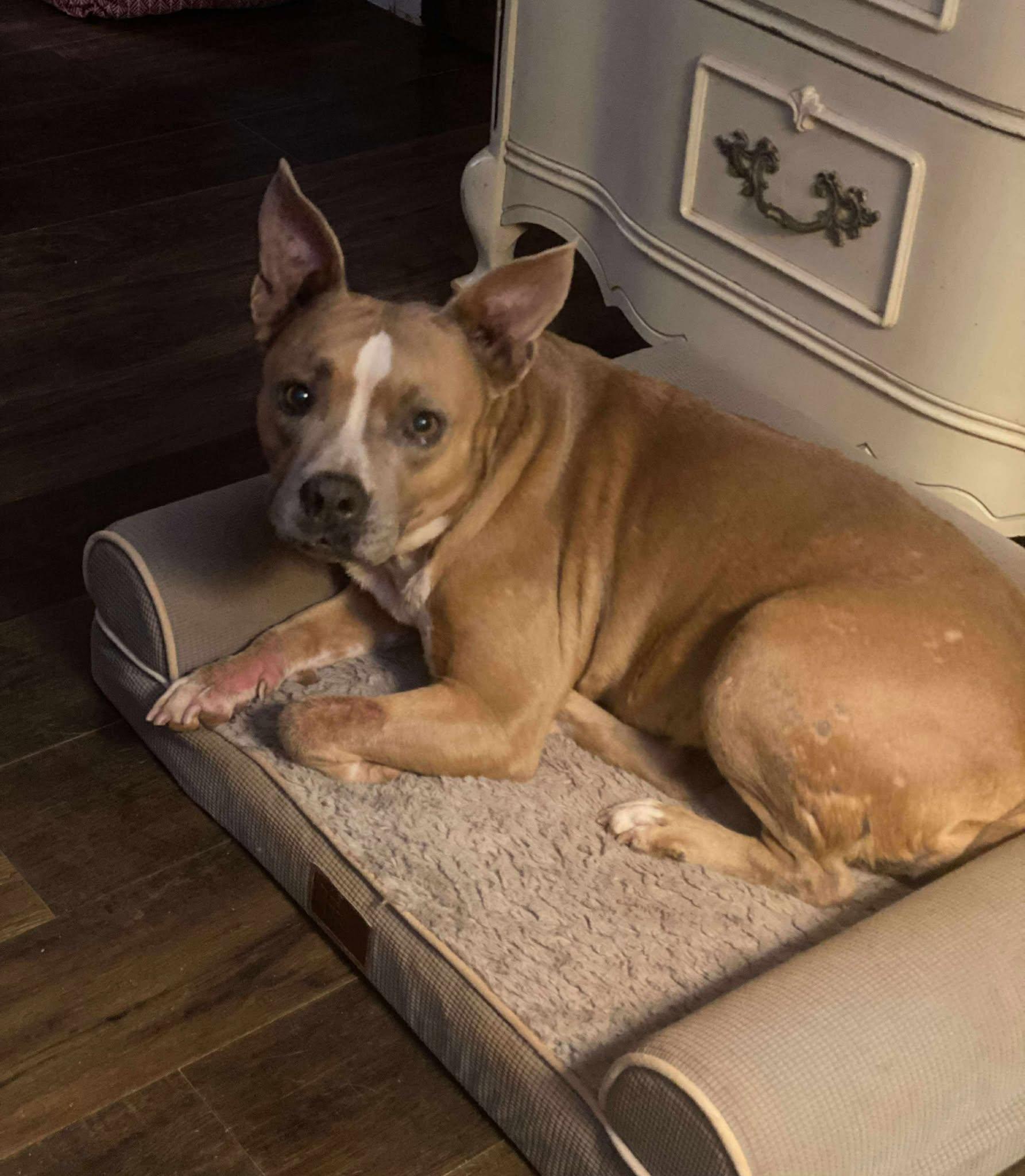Jewel, Adoptable, Adult Female Pit Bull Terrier.