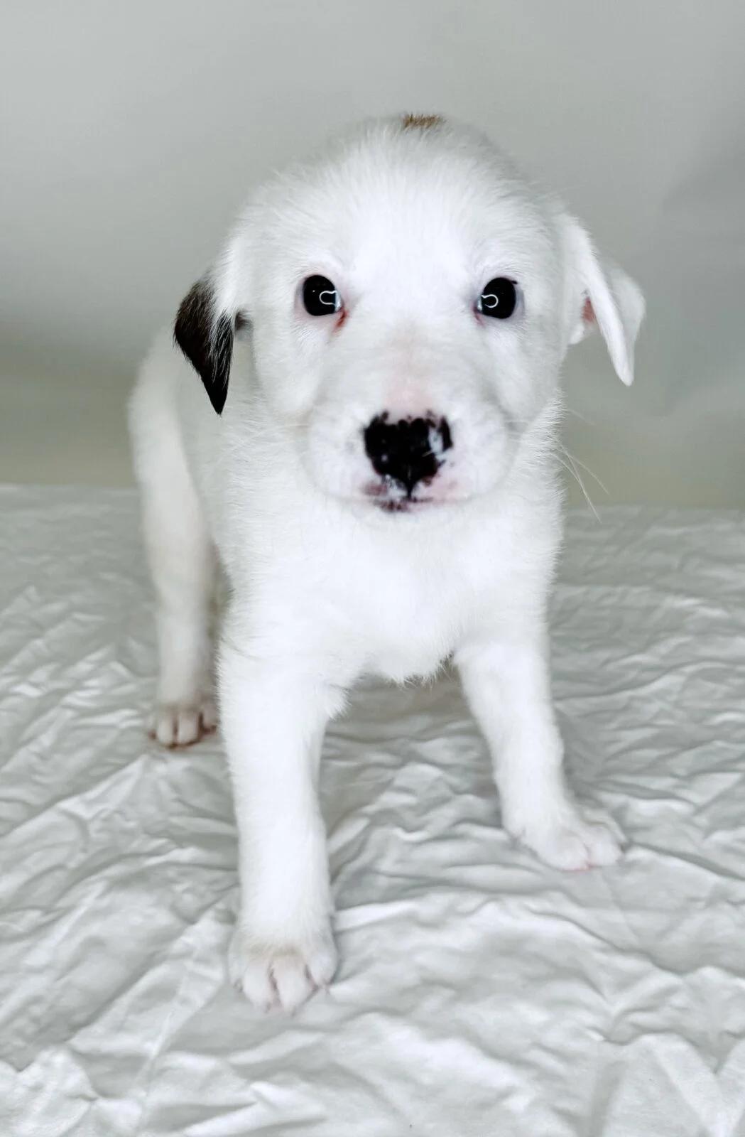 Roo, Baby Female Australian Shepherd