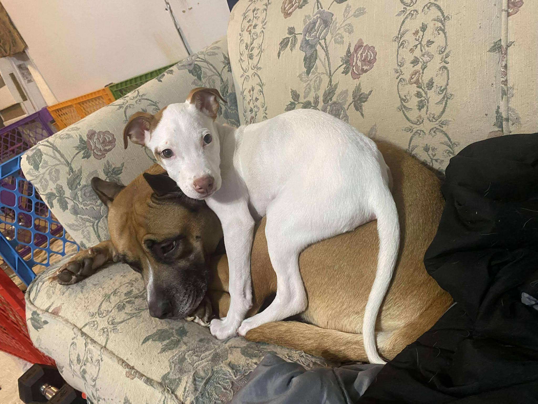 Cutie PIe, a Adoptable mixed breed in Sheboygan, WI image 3/4