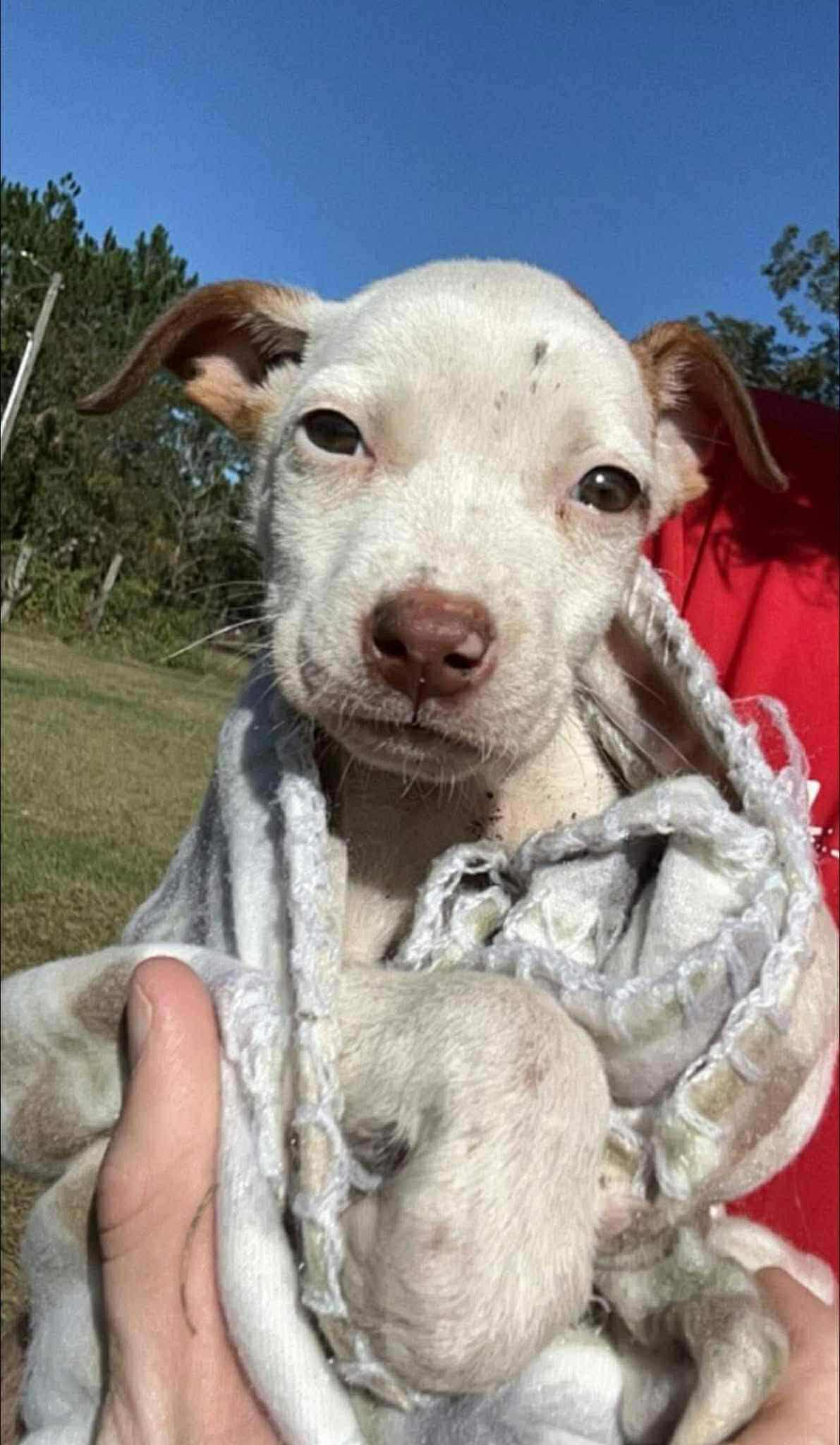 Cutie PIe, a Adoptable mixed breed in Sheboygan, WI image 4/4