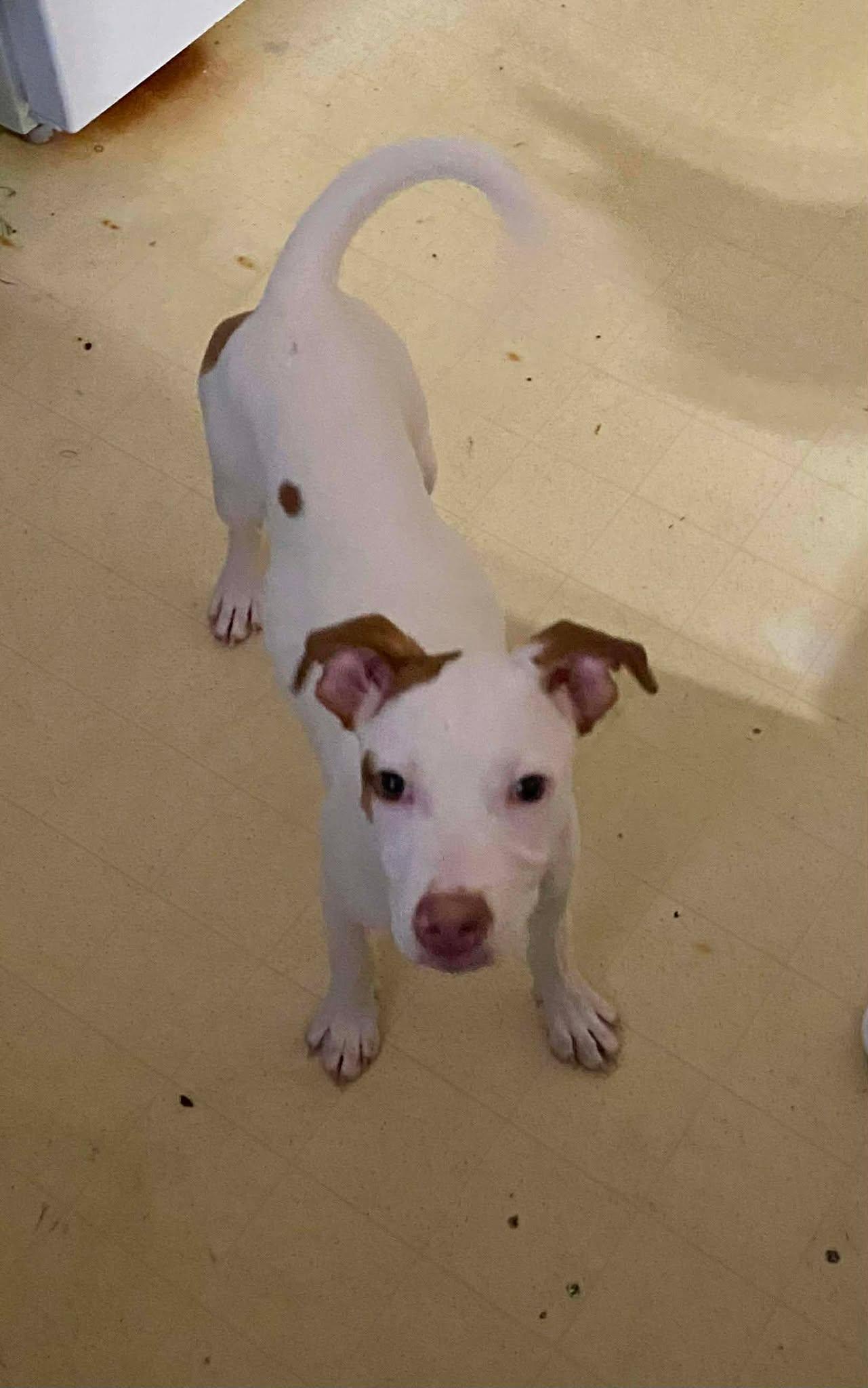 Enlarge Cutie PIe, a Adoptable mixed breed in Sheboygan, WI image 2/4