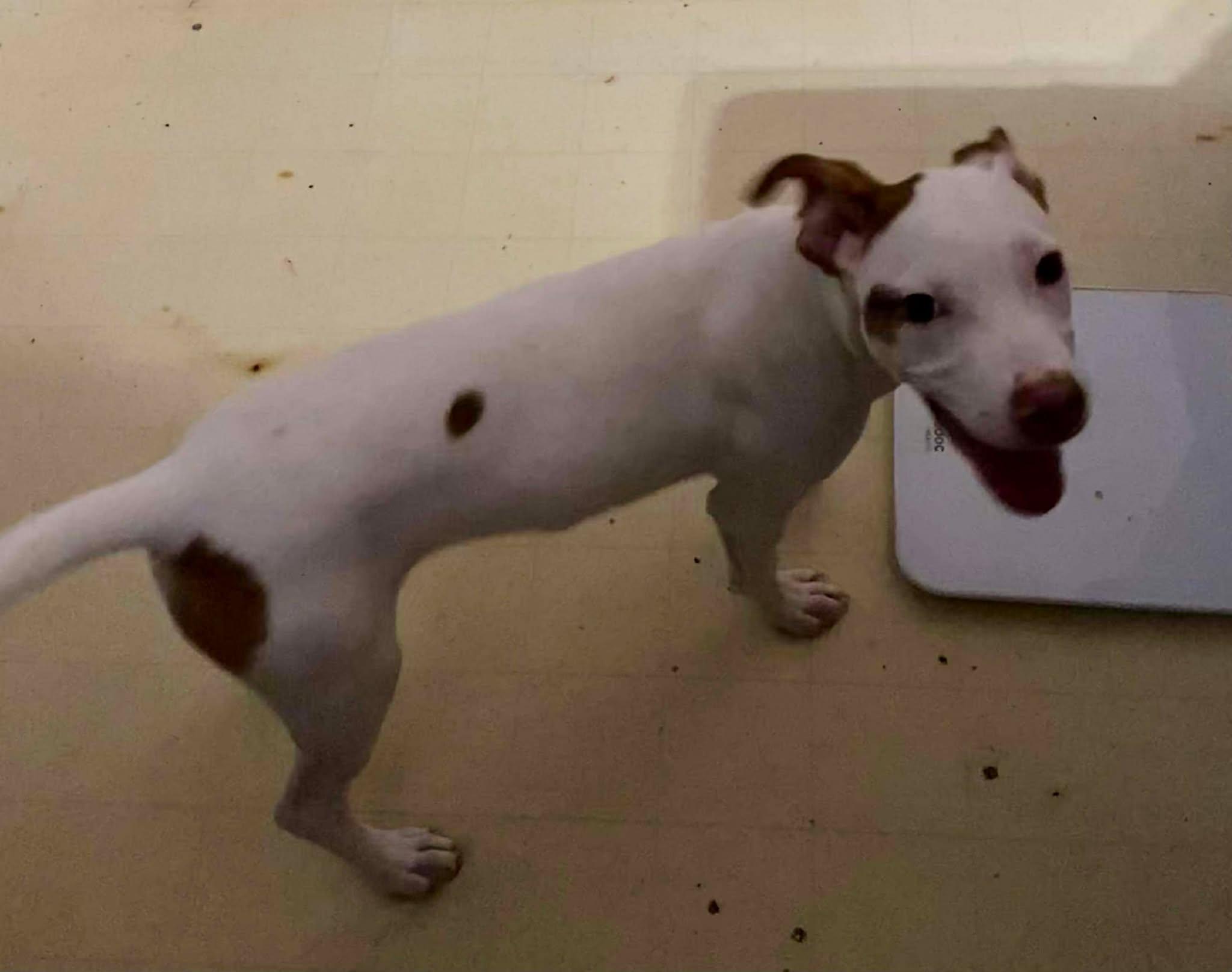 Enlarge Cutie PIe, a Adoptable mixed breed in Sheboygan, WI image 3/4