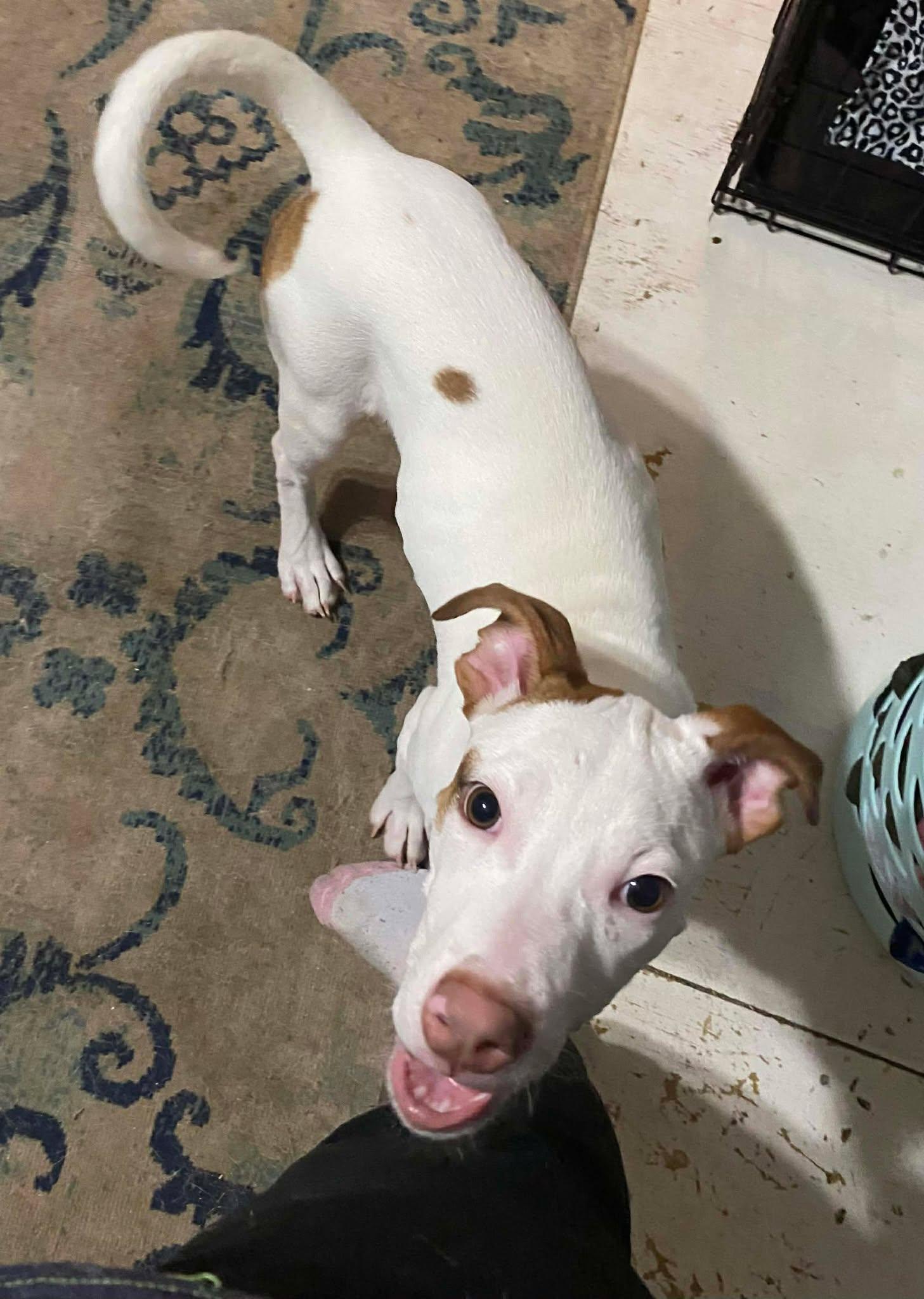 Enlarge Cutie PIe, a Adoptable mixed breed in Sheboygan, WI image 4/4