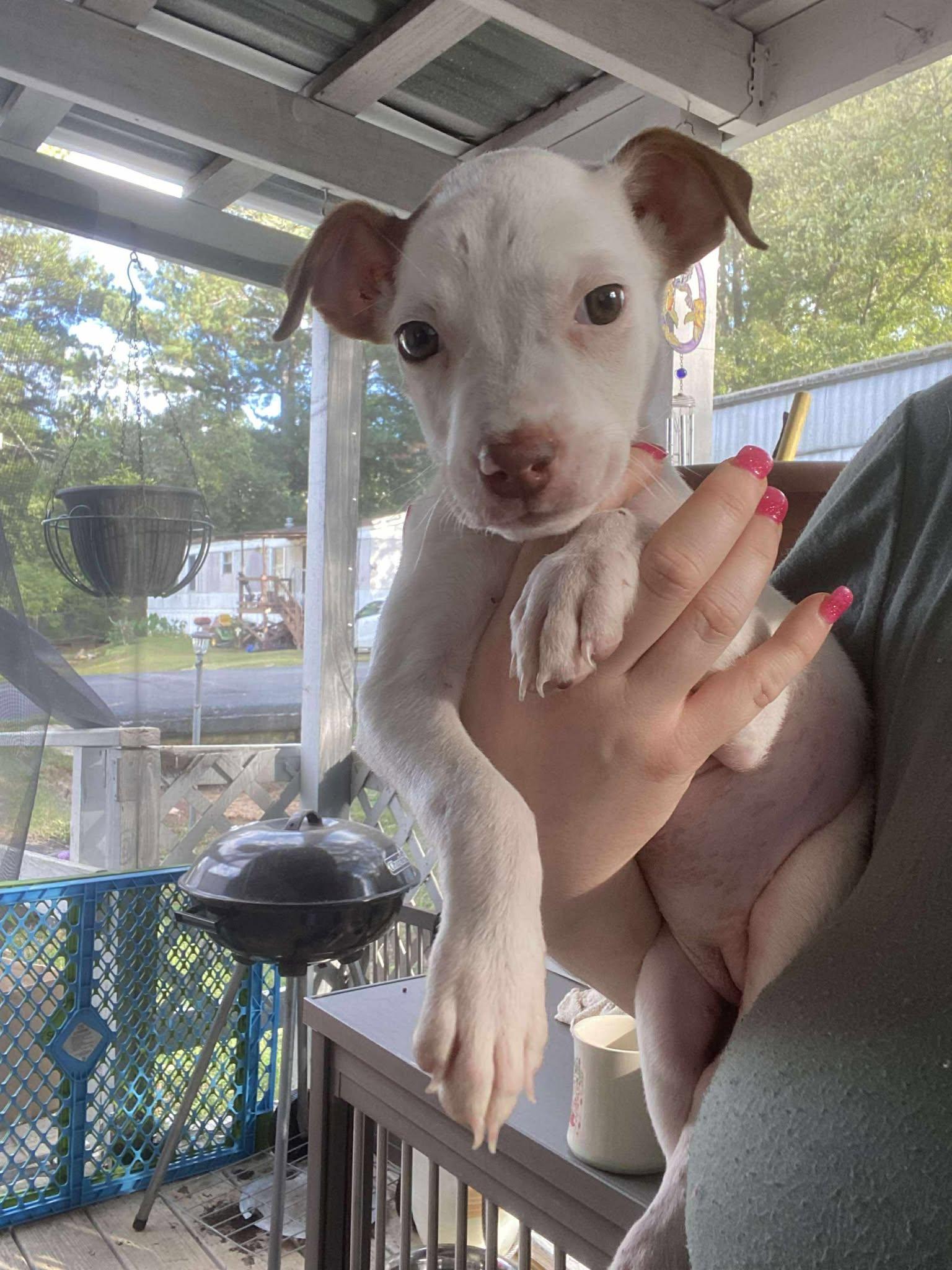 Cutie PIe, a Adoptable mixed breed in Sheboygan, WI image 2/4