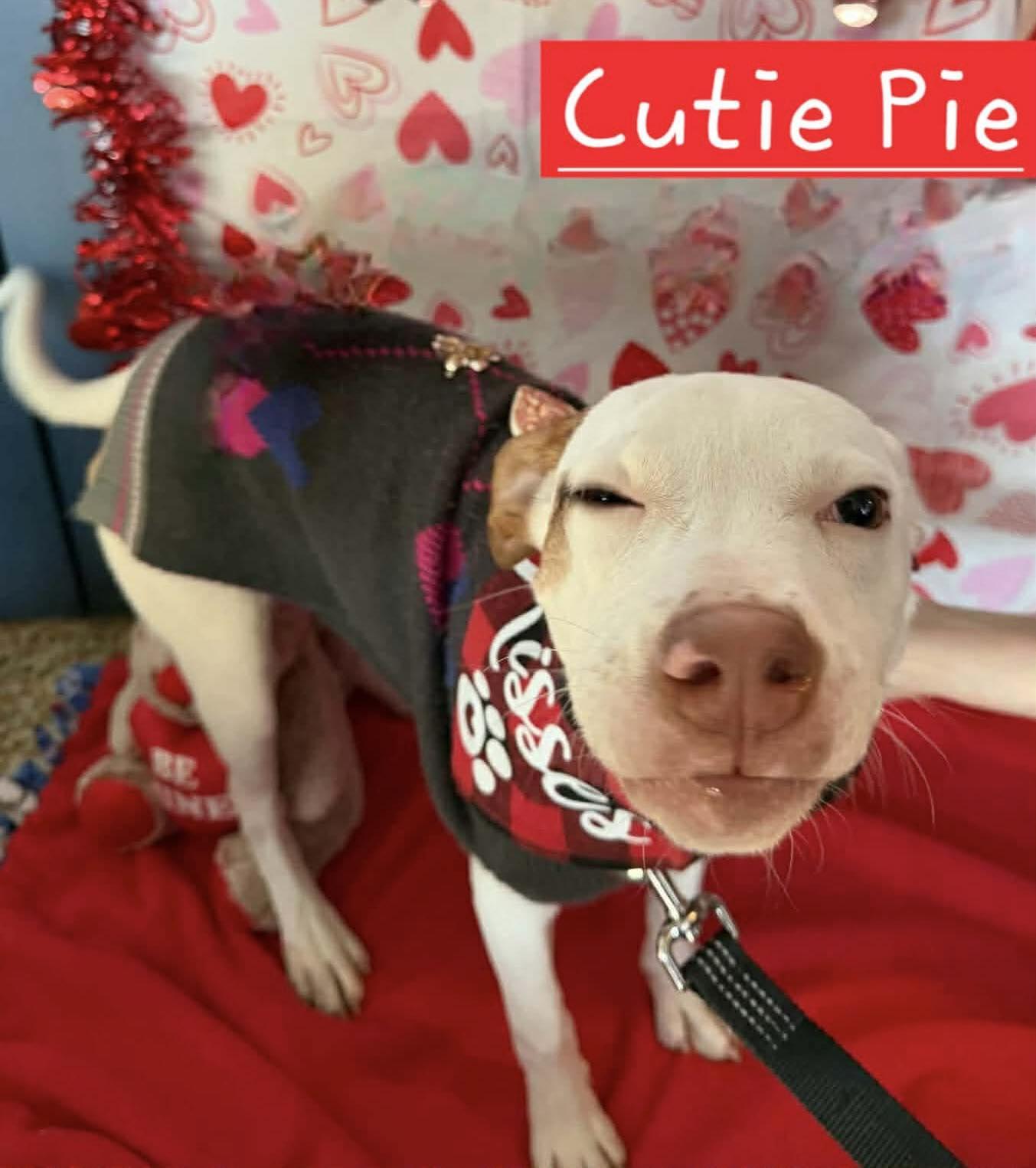 Enlarge Cutie PIe, a Adoptable mixed breed in Sheboygan, WI image 1/4