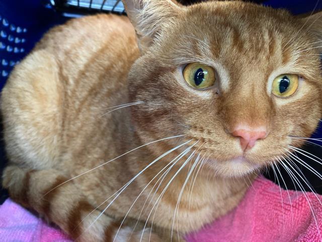 A540489, Adoptable, Young Male Domestic Short Hair.