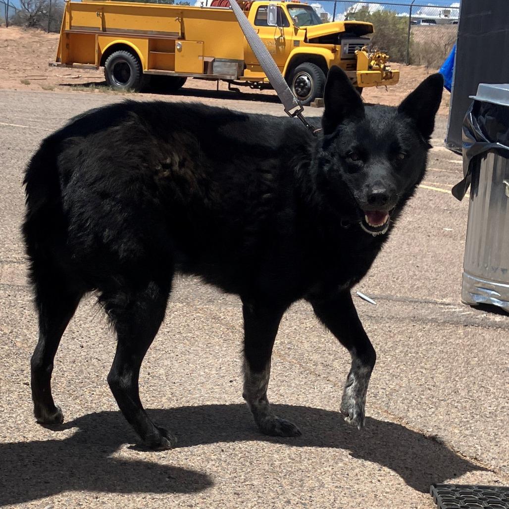 Deku, a Adoptable mixed breed in Bernalillo, NM image 1/2