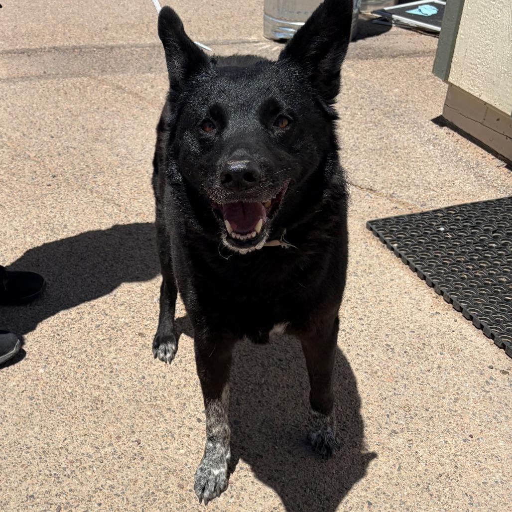 Deku, a Adoptable mixed breed in Bernalillo, NM image 2/2