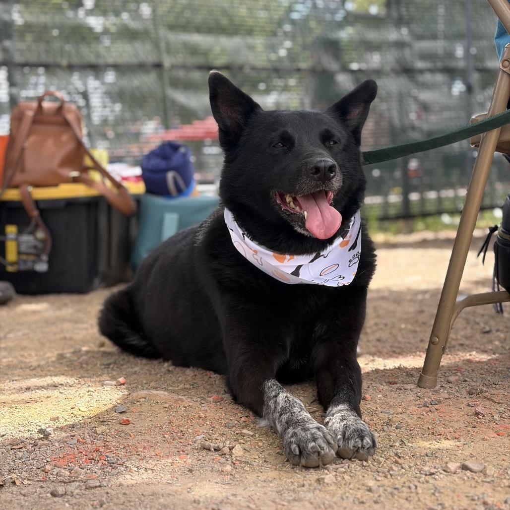 Deku, Adoptable, Senior Male Australian Cattle Dog / Blue Heeler & Shepherd.