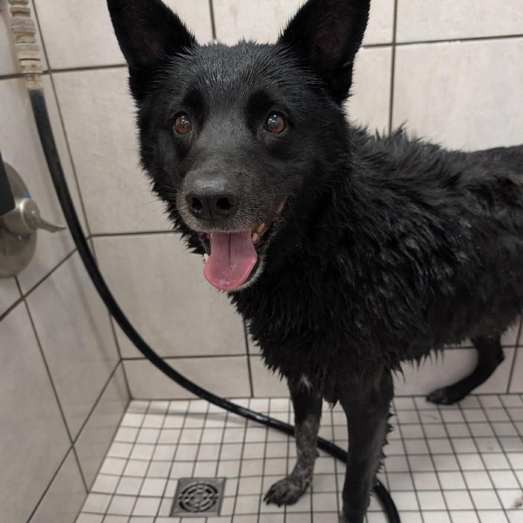 Enlarge Deku, a Adoptable mixed breed in Bernalillo, NM image 4/6