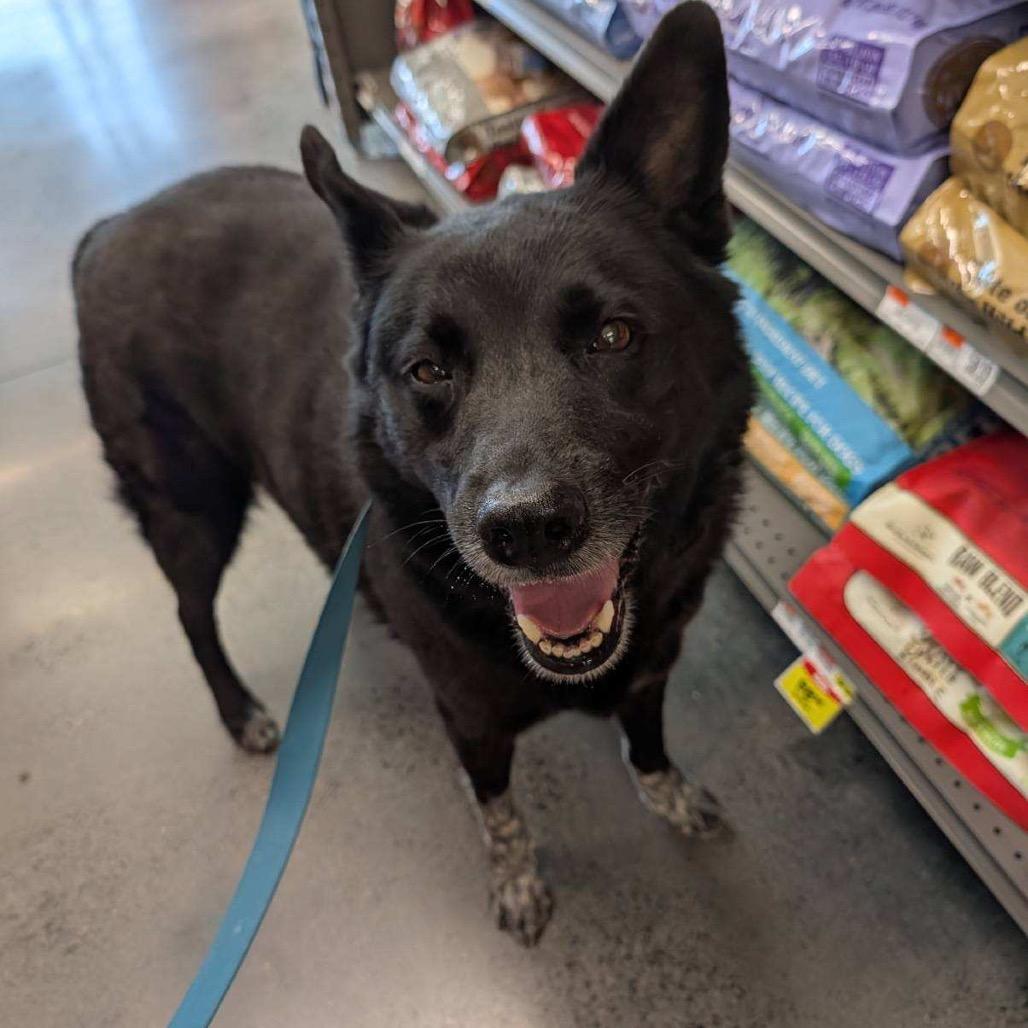 Enlarge Deku, a Adoptable mixed breed in Bernalillo, NM image 5/6