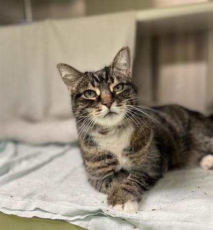 MissMew (Missteigne), Adoptable, Senior Female Domestic Short Hair & Domestic Short Hair.