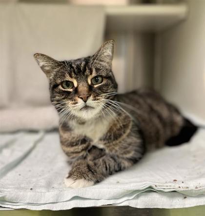 Enlarge MissMew (Missteigne), a Adoptable mixed breed in Montreal, QC image 2/2