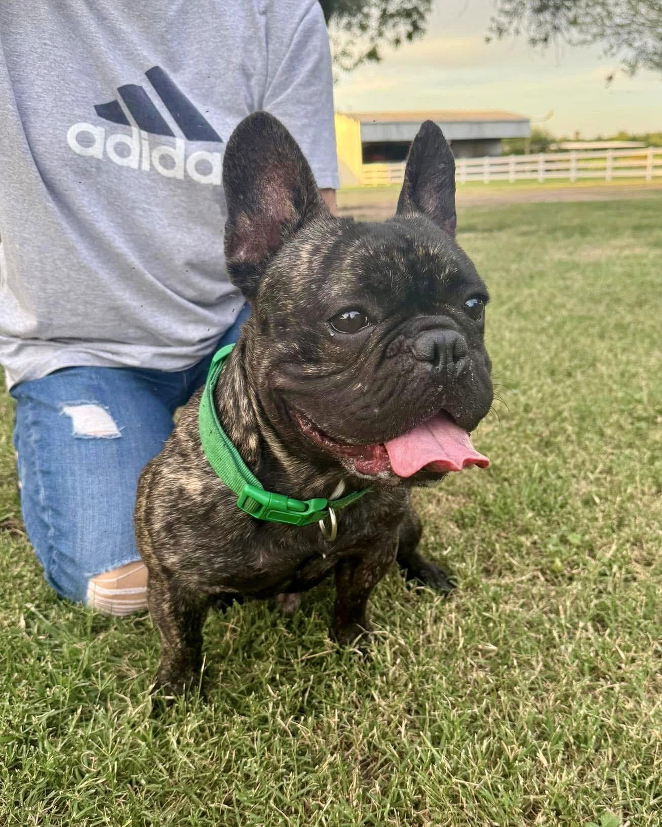 Enlarge Big Mac, a Adopted French Bulldog in Monticello, NY image 1/2