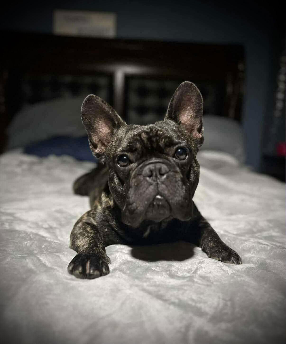 Enlarge Big Mac, a Adopted French Bulldog in Monticello, NY image 2/2