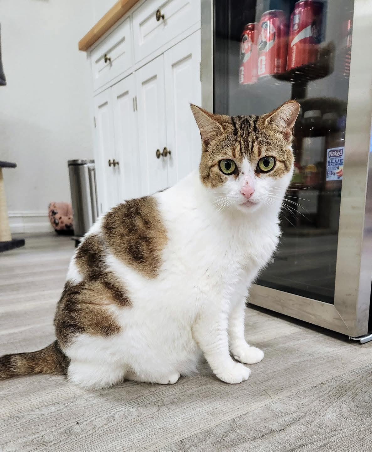 Enlarge Mishu, an adopted Domestic Short Hair in Oldsmar, FL image 1/3