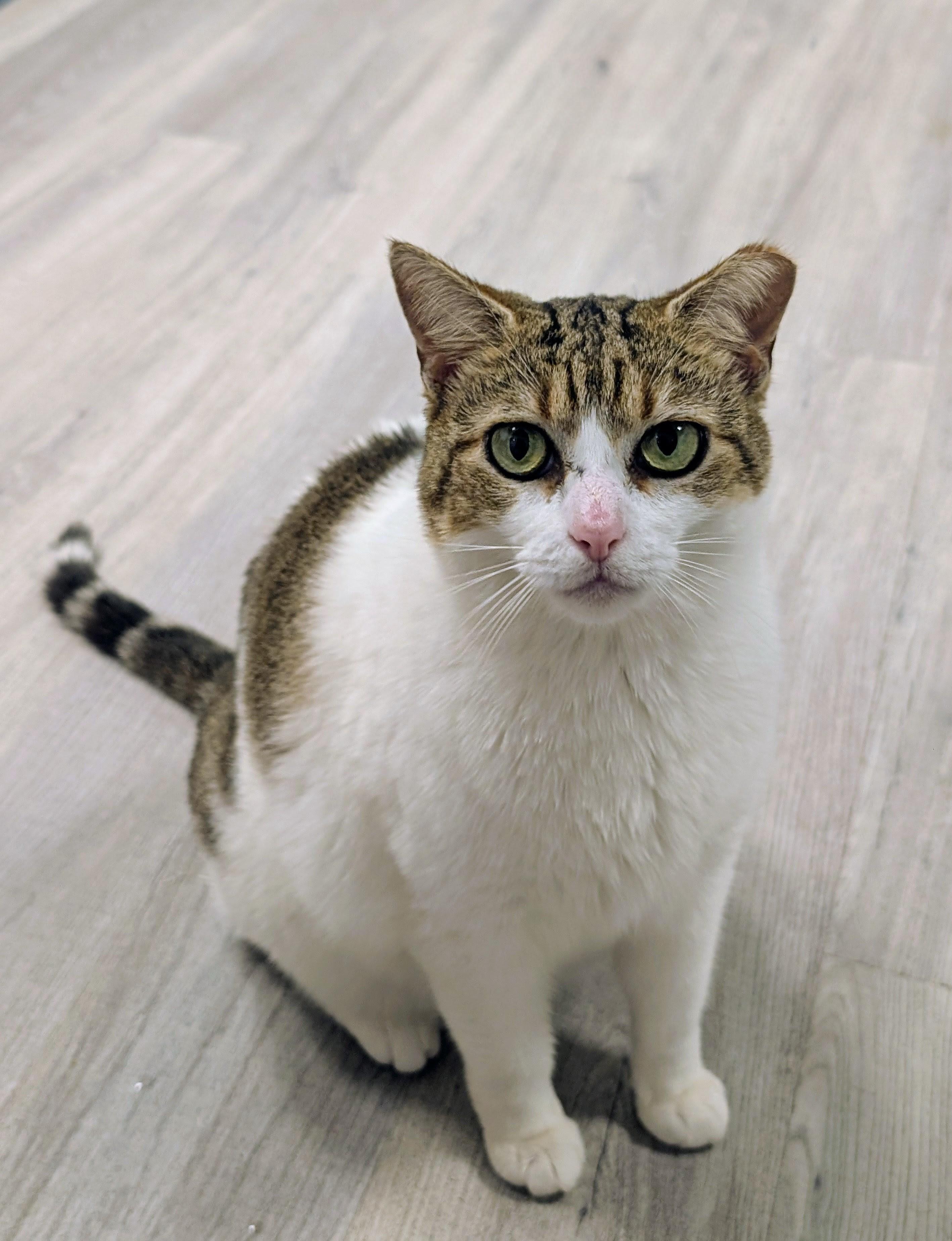 Enlarge Mishu, an adopted Domestic Short Hair in Oldsmar, FL image 3/3