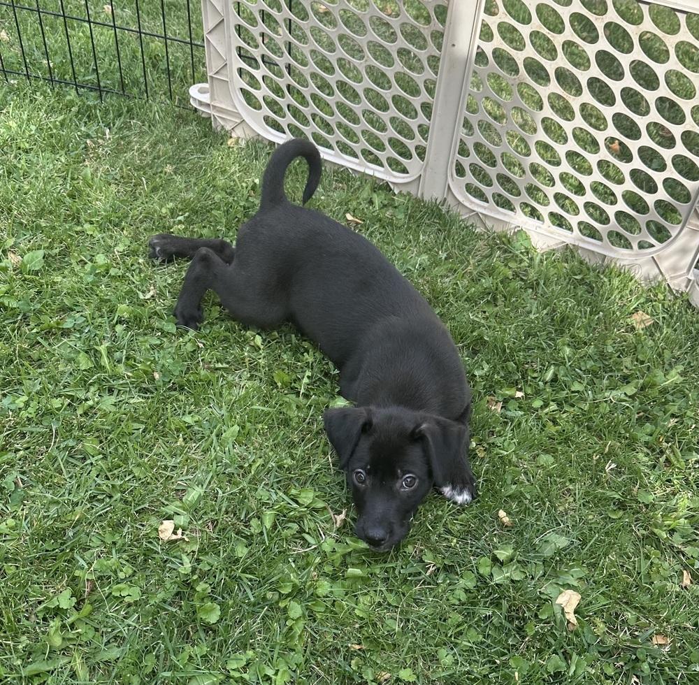 Crosby, Adoptable, Puppy Male Australian Shepherd & Mixed Breed.