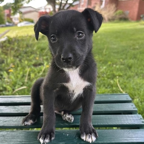 Crosby, Adoptable, Puppy Male Australian Shepherd & Mixed Breed.