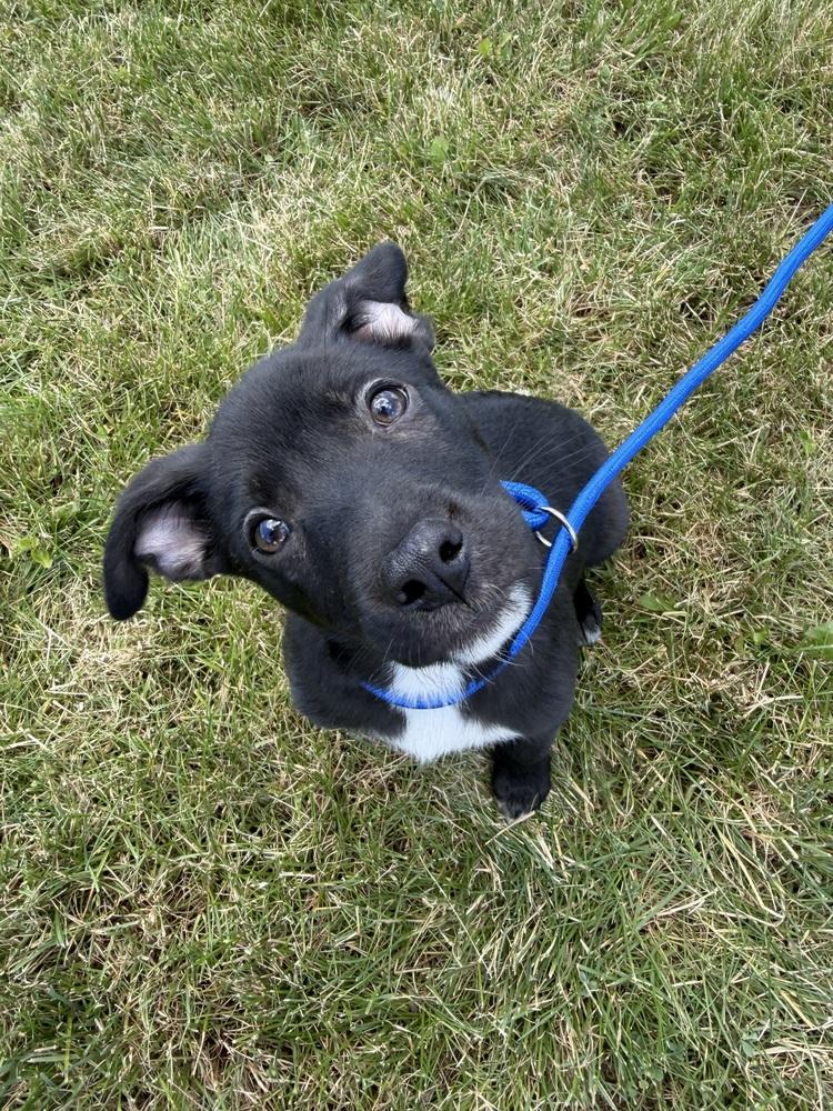 Crosby, Adoptable, Puppy Male Australian Shepherd & Mixed Breed.