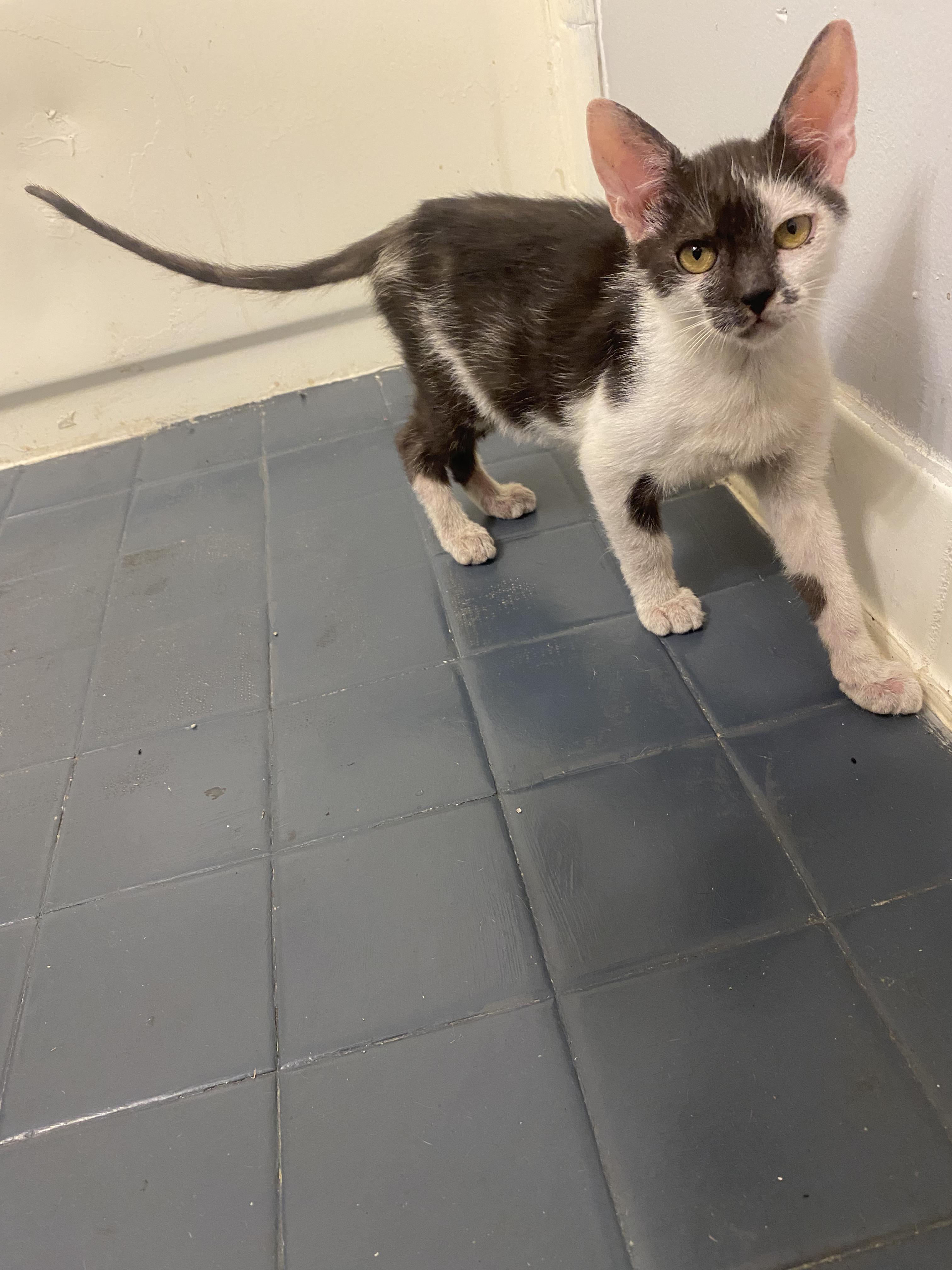 Enlarge Blinky, a Adoptable Tuxedo in Mobile, AL image 1/3