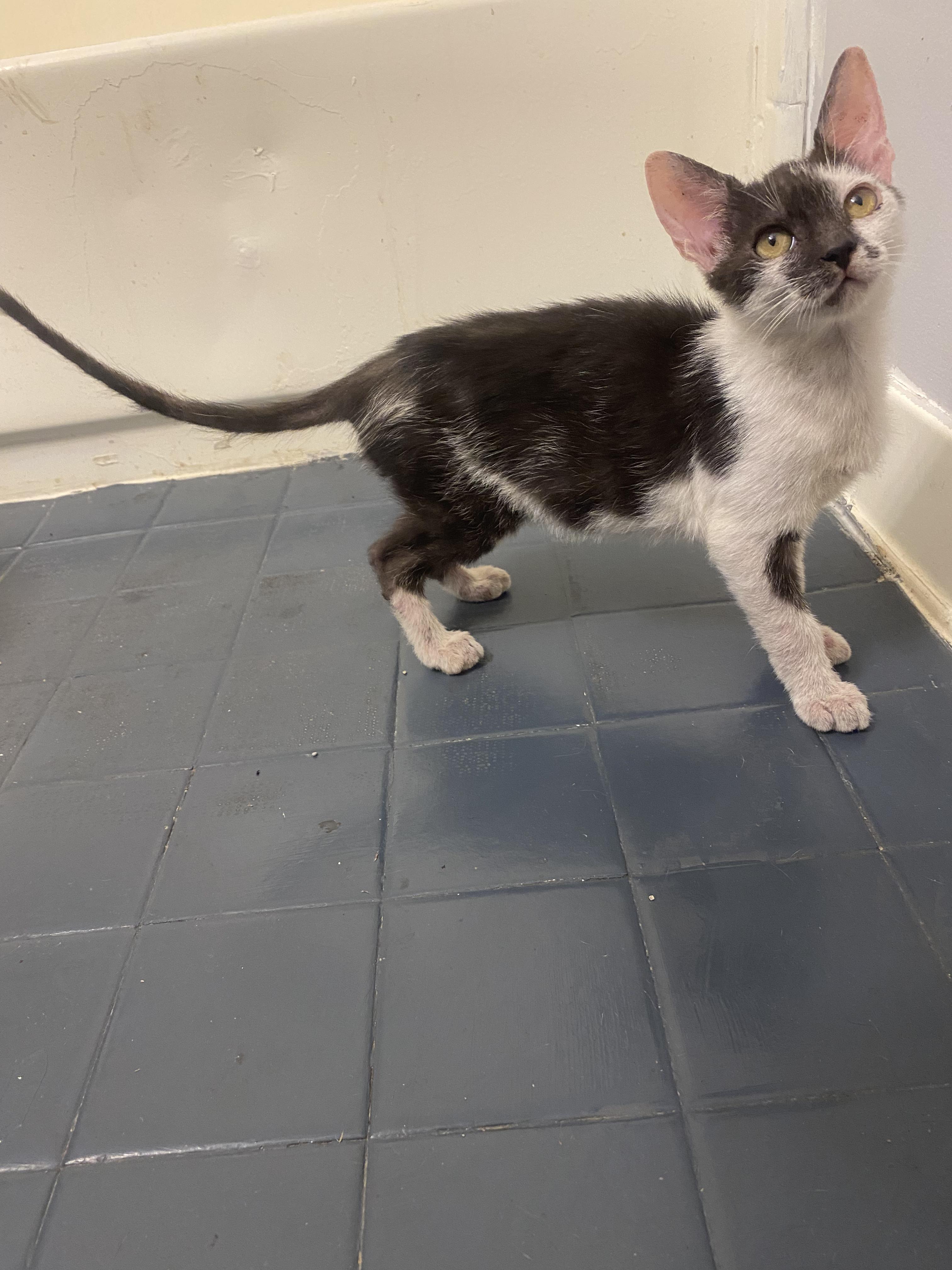 Enlarge Blinky, a Adoptable Tuxedo in Mobile, AL image 2/3