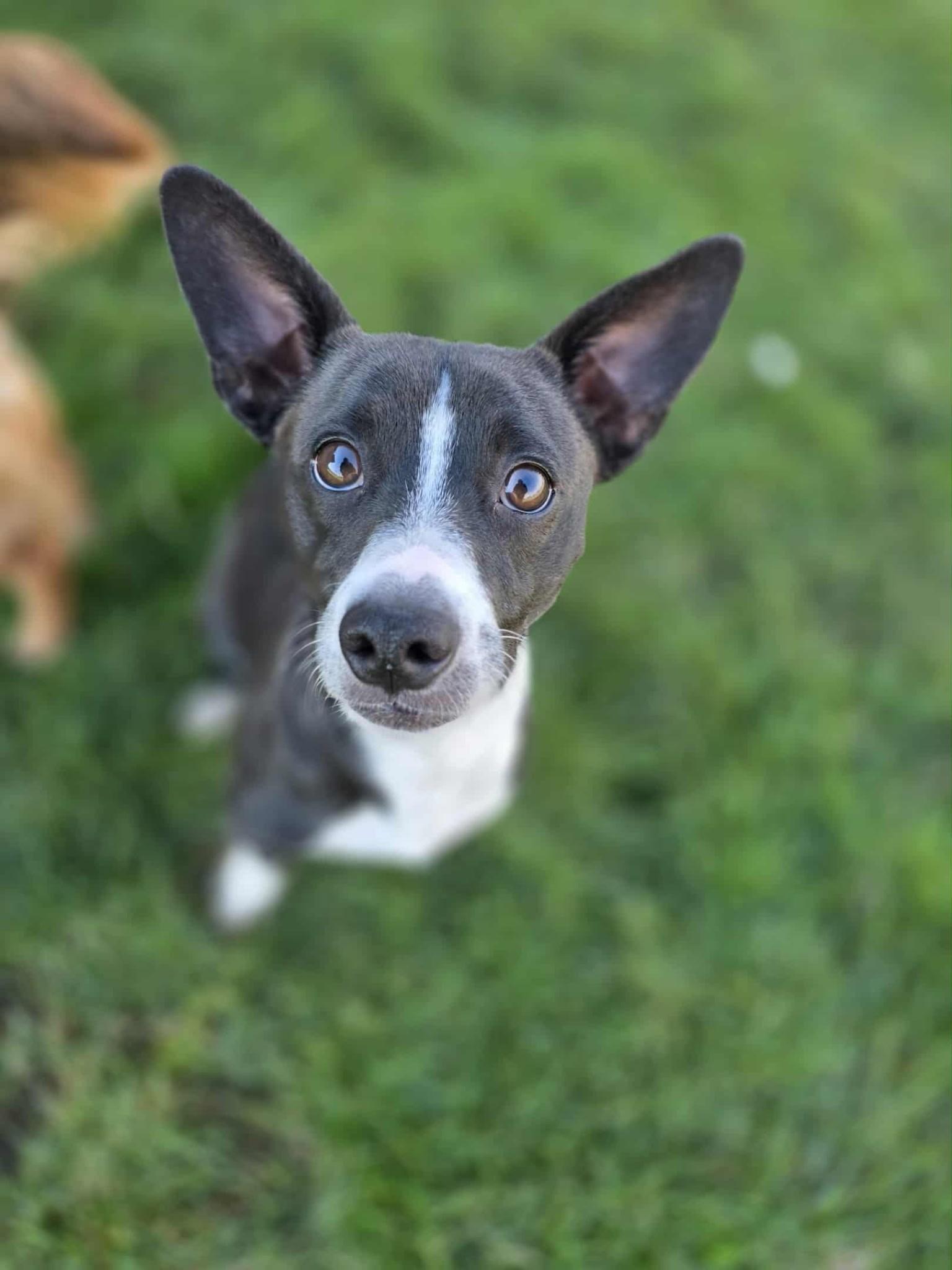 Enlarge Mochi, a ADOPTABLE mixed breed in Manteca, CA image 1/2