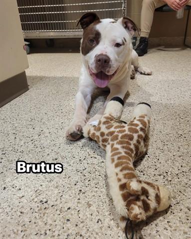 Enlarge BRUTUS, a Adoptable mixed breed in Akron, OH image 1/1