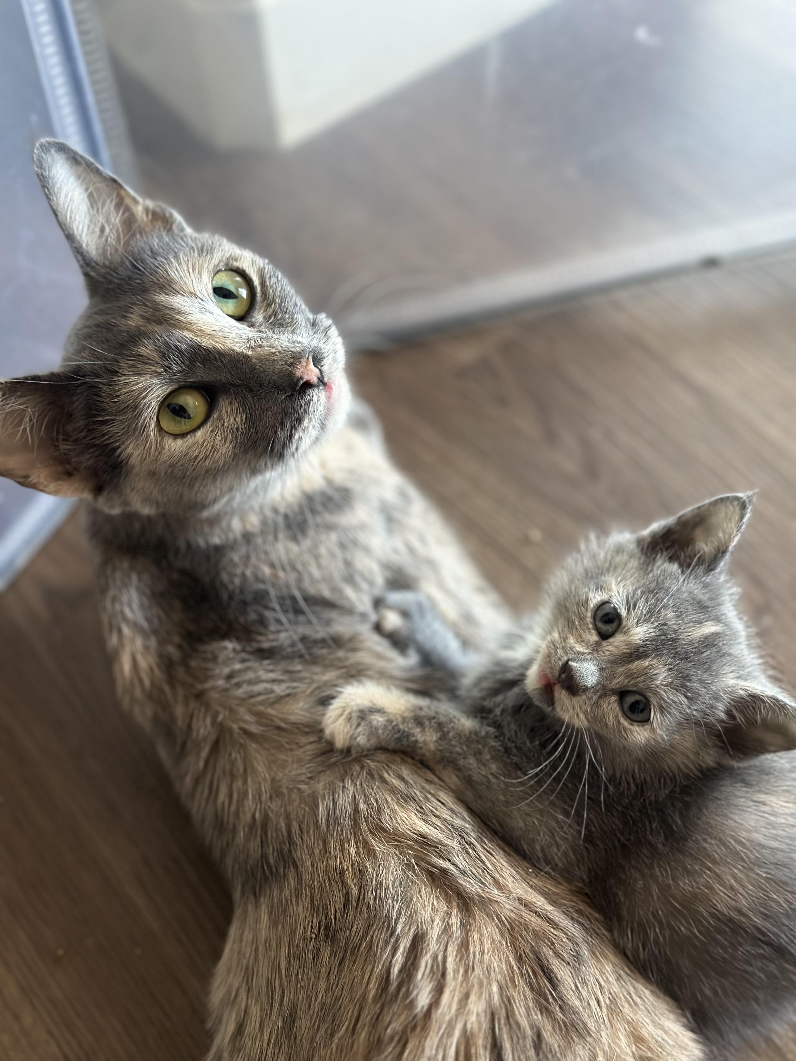 Momma Jungle, a Adoptable Dilute Tortoiseshell in San Juan Capistrano, CA image 2/5