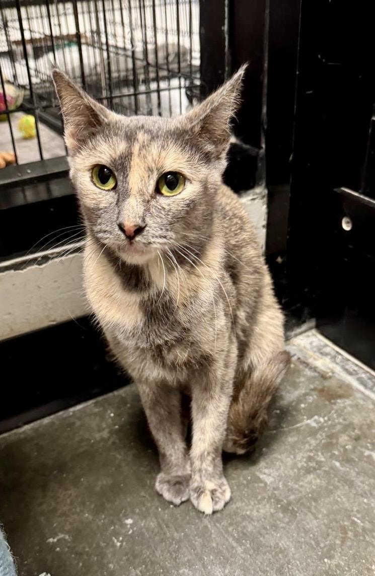 Momma Jungle, Adoptable, Adult Female Dilute Tortoiseshell.