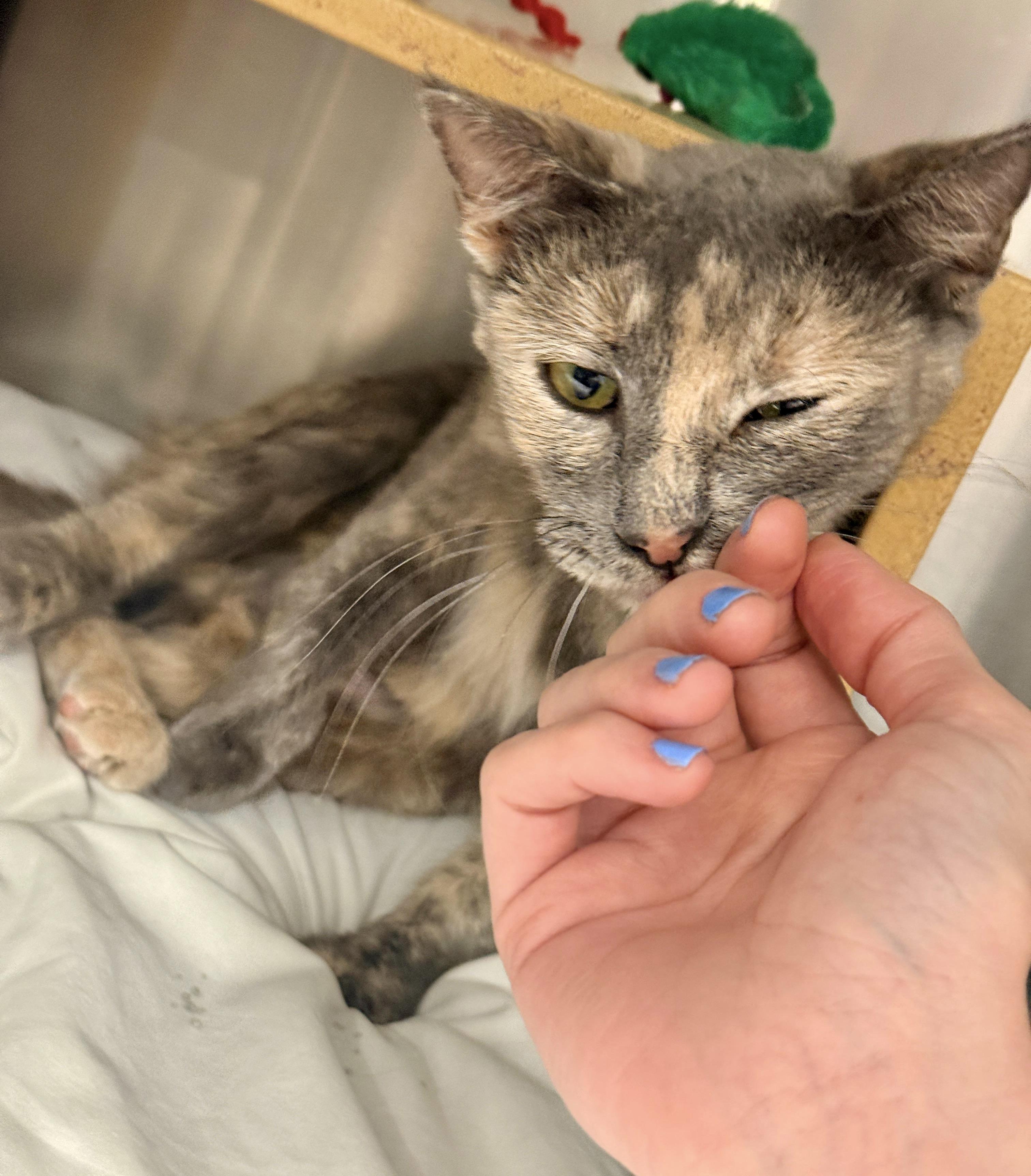 Momma Jungle, a Adoptable Dilute Tortoiseshell in San Juan Capistrano, CA image 5/5