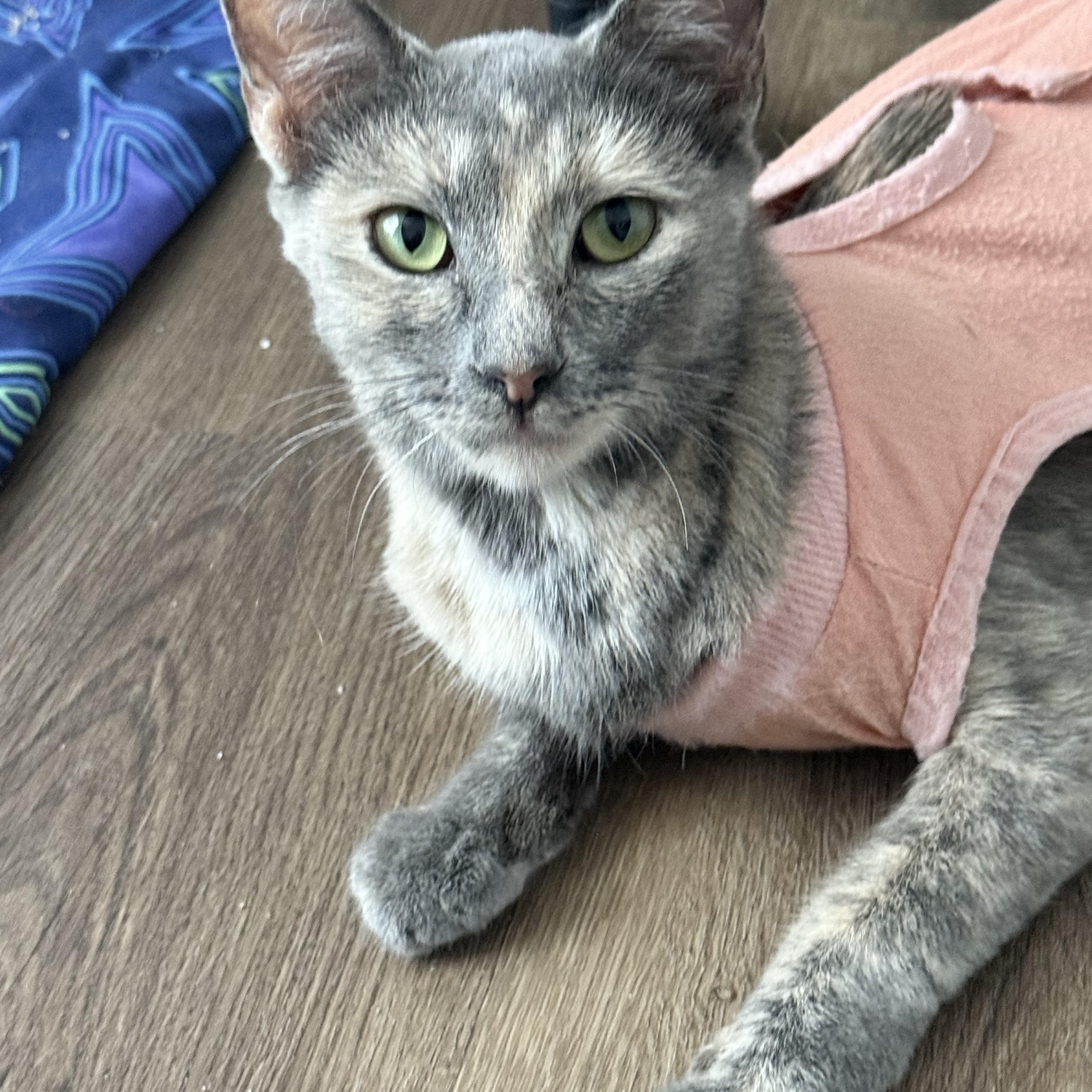 Momma Jungle, a Adoptable Dilute Tortoiseshell in San Juan Capistrano, CA image 3/5