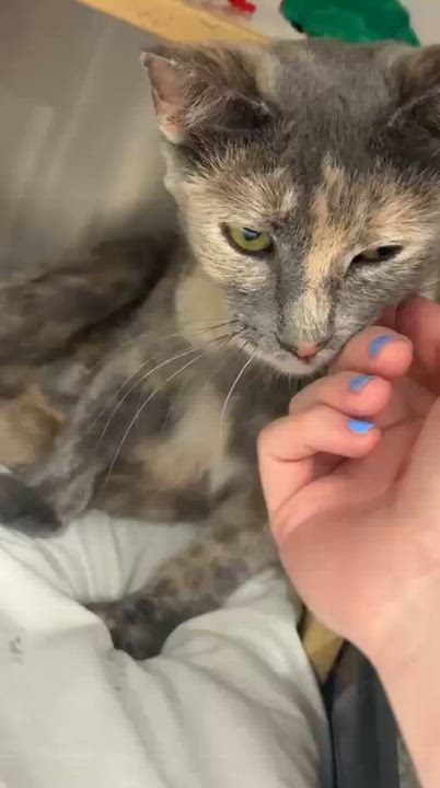 Enlarge Momma Jungle, a Adoptable Dilute Tortoiseshell in San Juan Capistrano, CA video 4/5