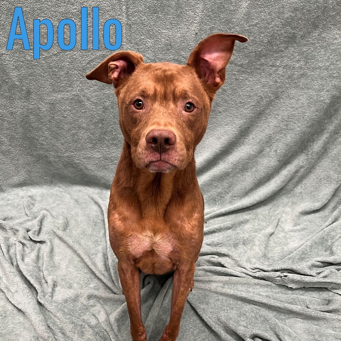 Enlarge Apollo, a ADOPTABLE mixed breed in Pleasantville, NJ image 1/1