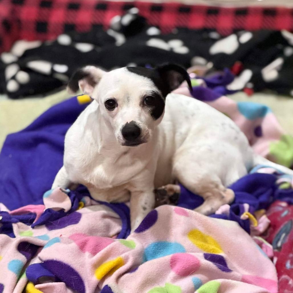 Enlarge Porsche, a Adoptable Chihuahua in Katy, TX image 1/1