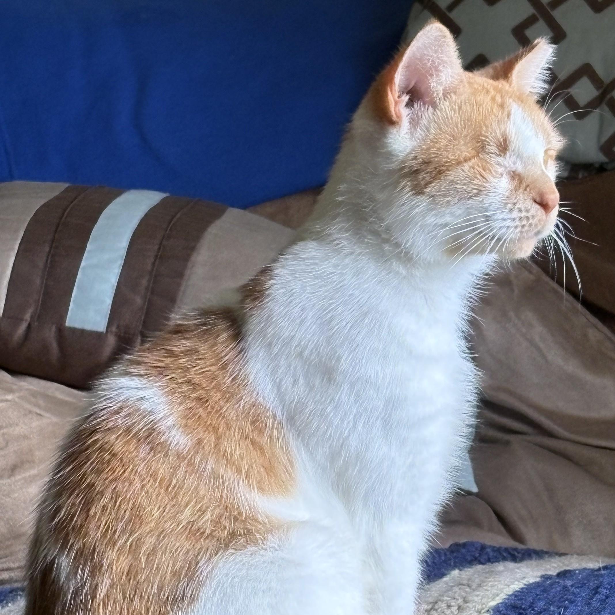 Maple, a ADOPTABLE Domestic Short Hair in Sewell, NJ image 2/2
